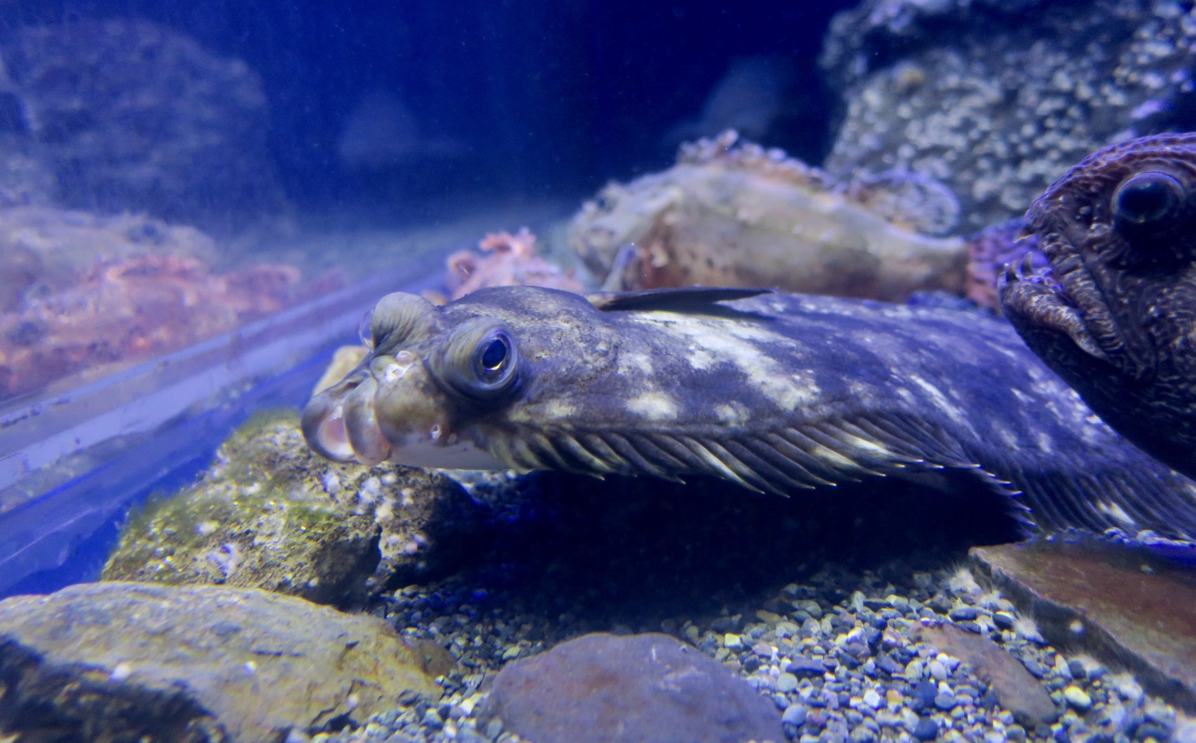 Slime Flounder (Microstomus achne)