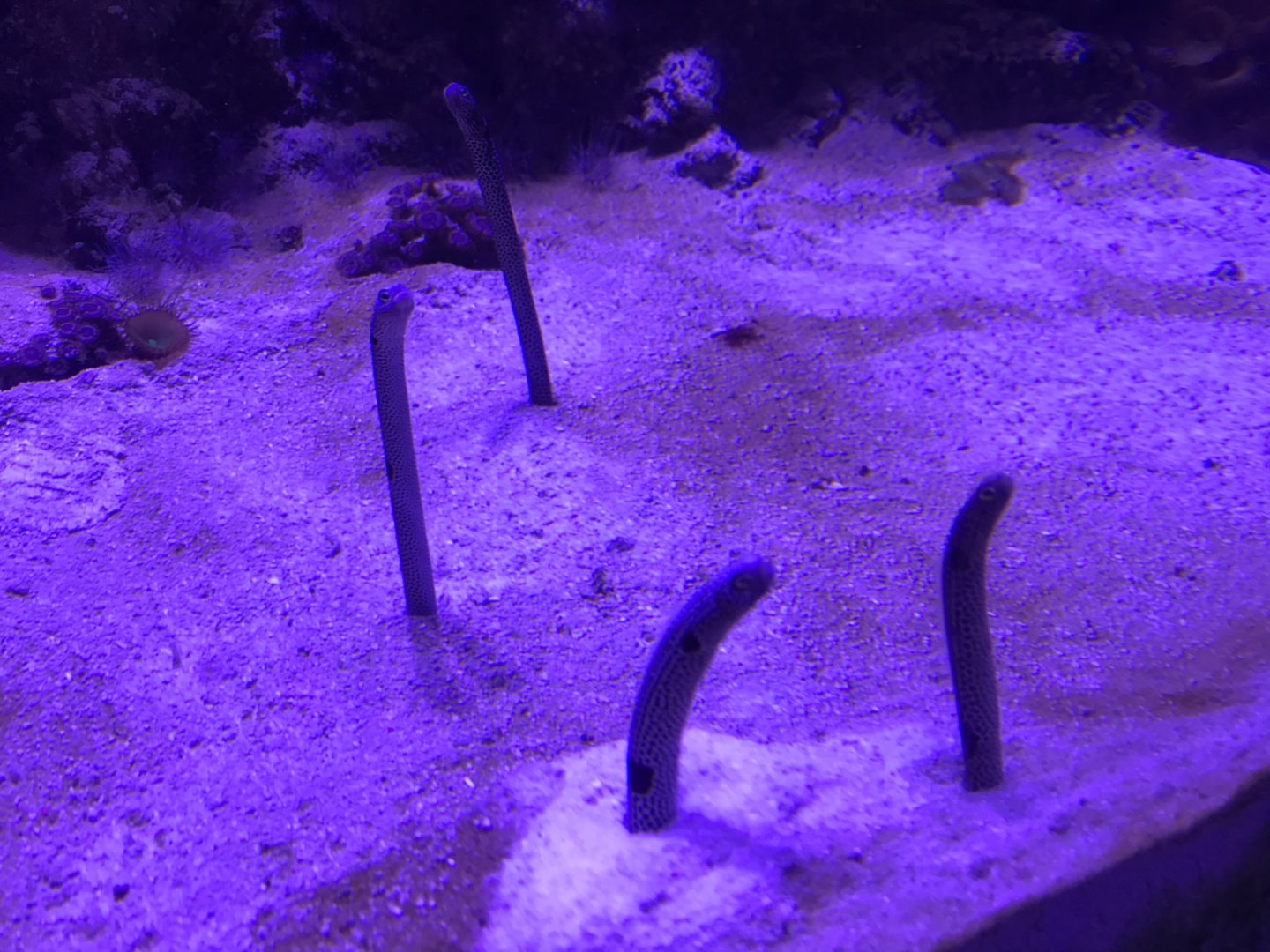 “Slime” - Spotted garden eels 260519