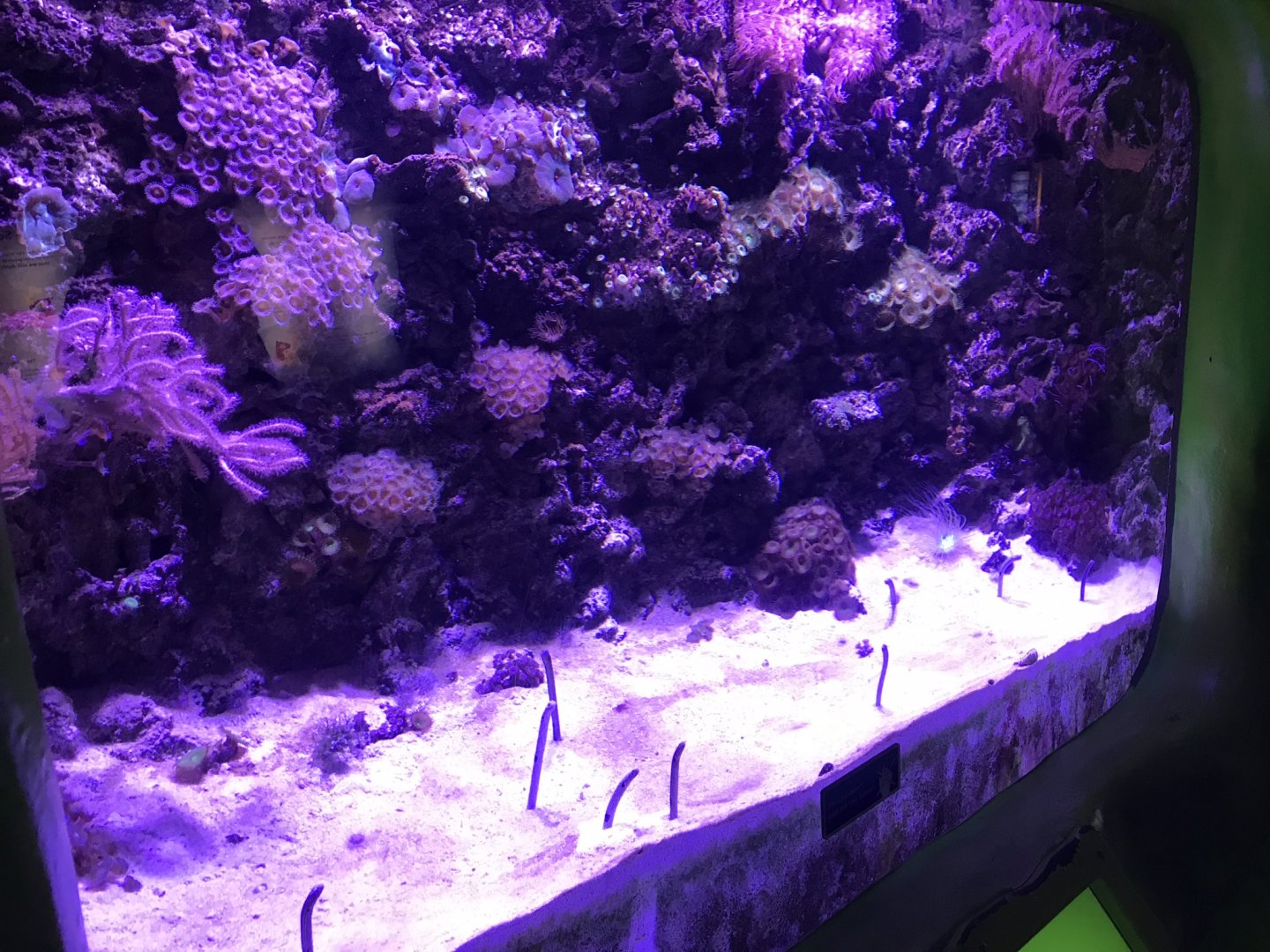 “Slime” - Spotted garden eels exhibit 260519