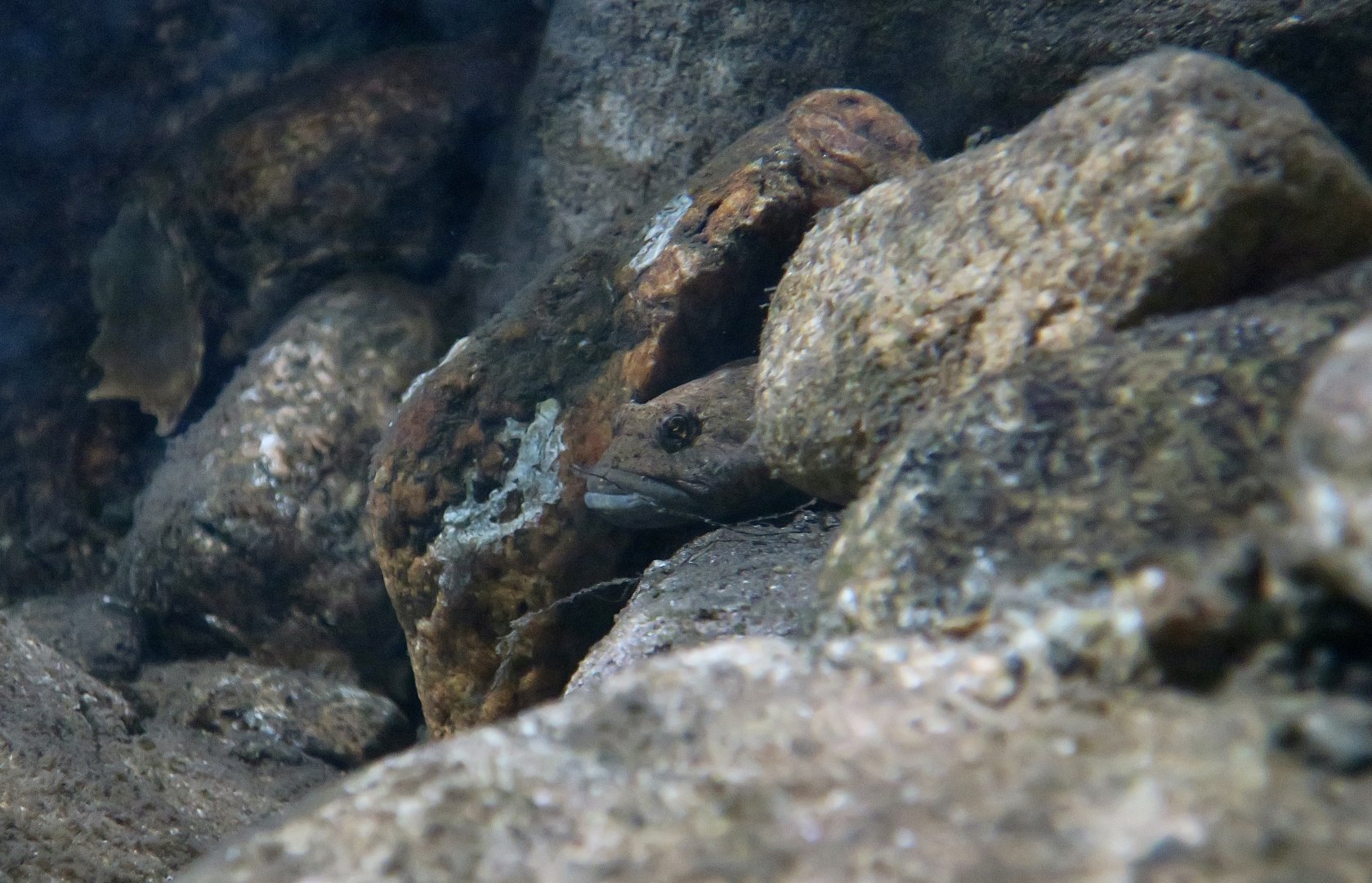 Slimy Sculpin (Cottus cognatus) - Cold Spring Harbor Fish Hatchery & Aquarium