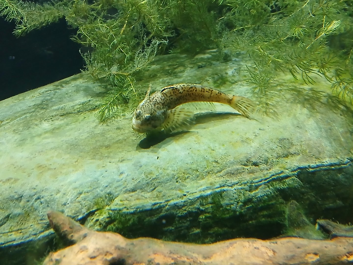 Slimy Sculpin - Seen Jan 29 2025