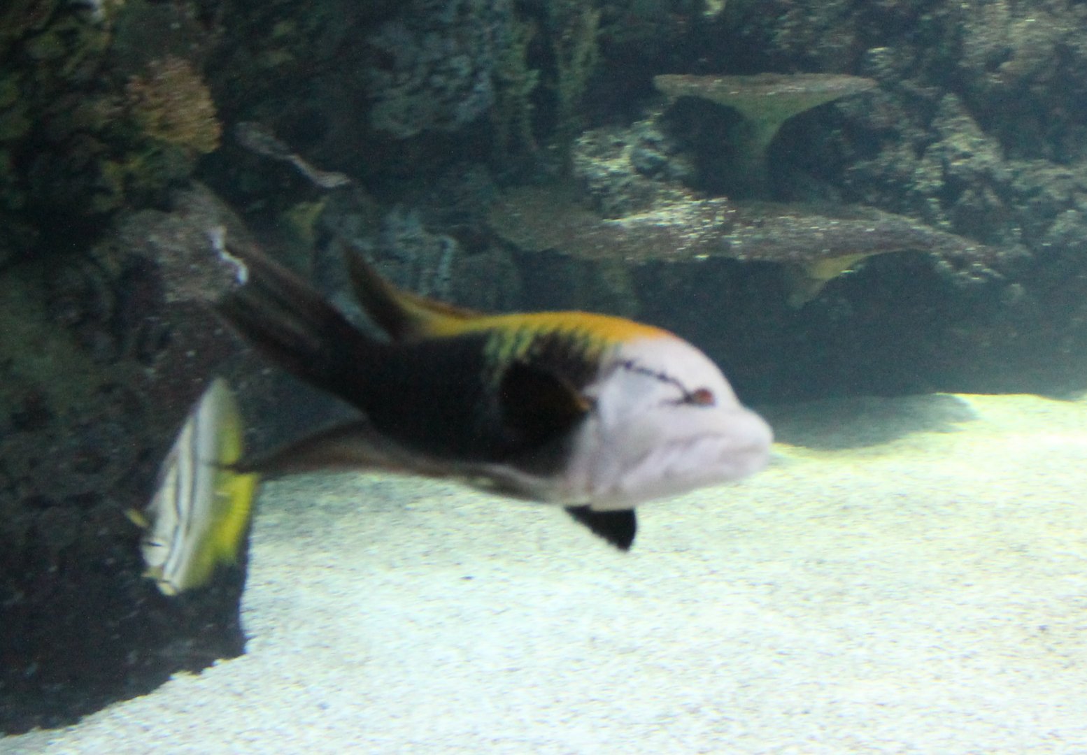 Sling-jaw wrasse - Epibulus insidiator