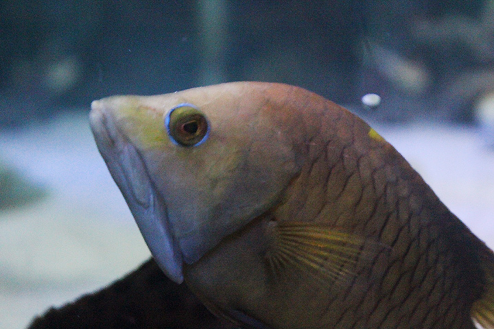 Sling-jaw wrasse (Epibulus insidiator)