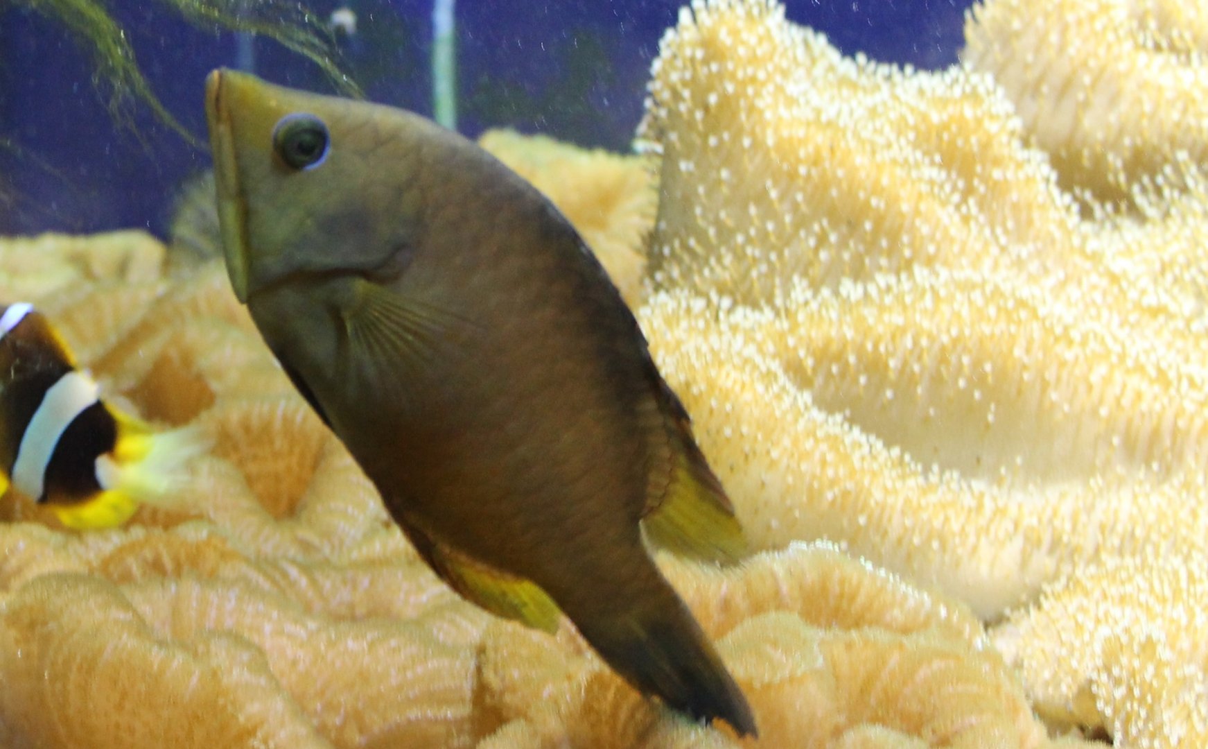 Slingjaw wrasse - Epibulus insidiator - juvenile