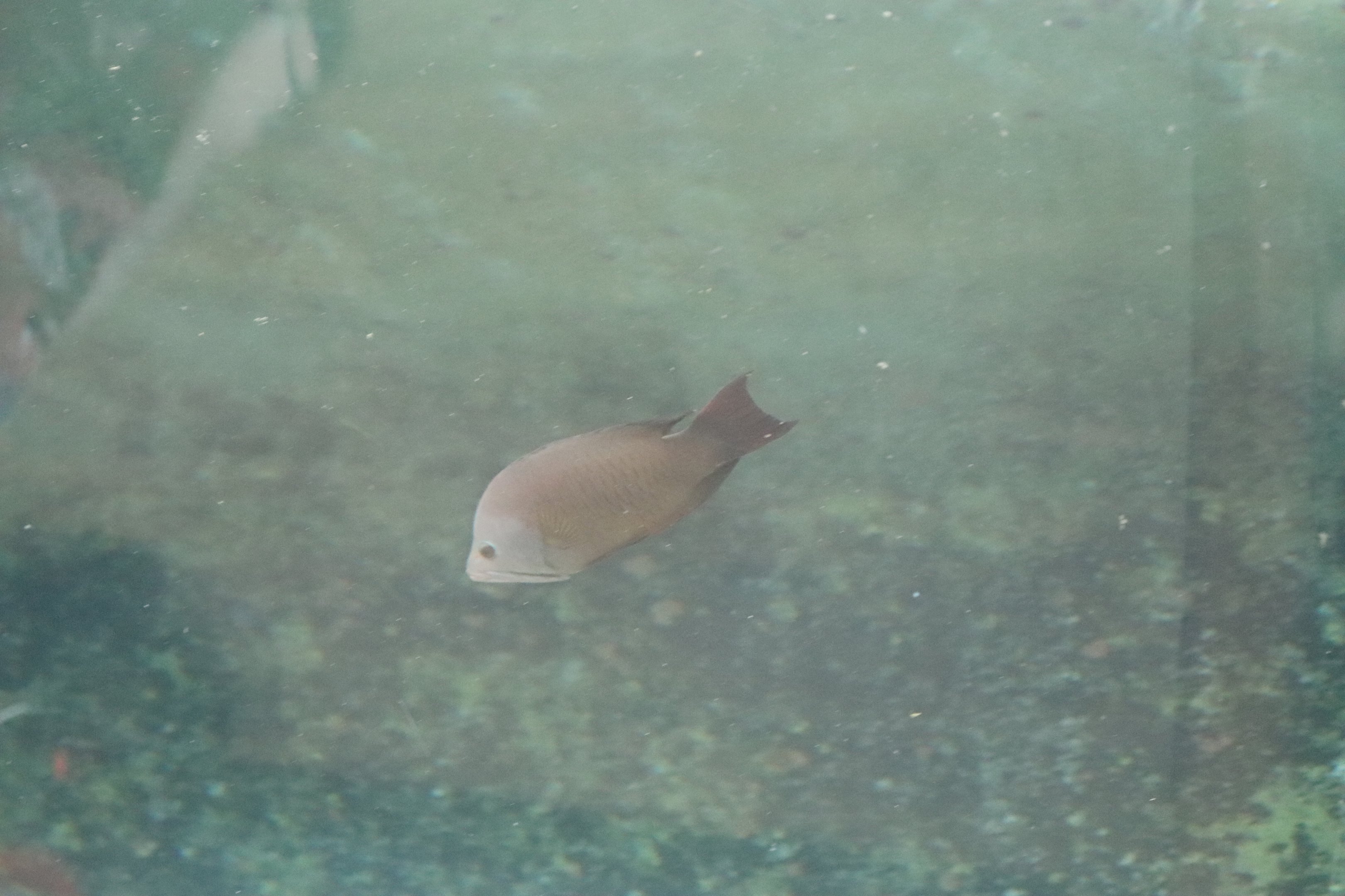 Slingjaw Wrasse (Epibulus insidiator) - SEA LIFE Sydney