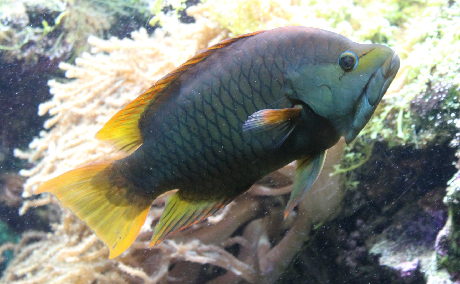 Slingjaw wrasse - Epibulus insidiator - semi-adult