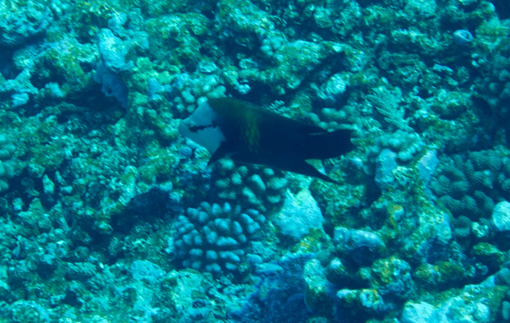 Slingjaw Wrasse (Epibulus insidiator)