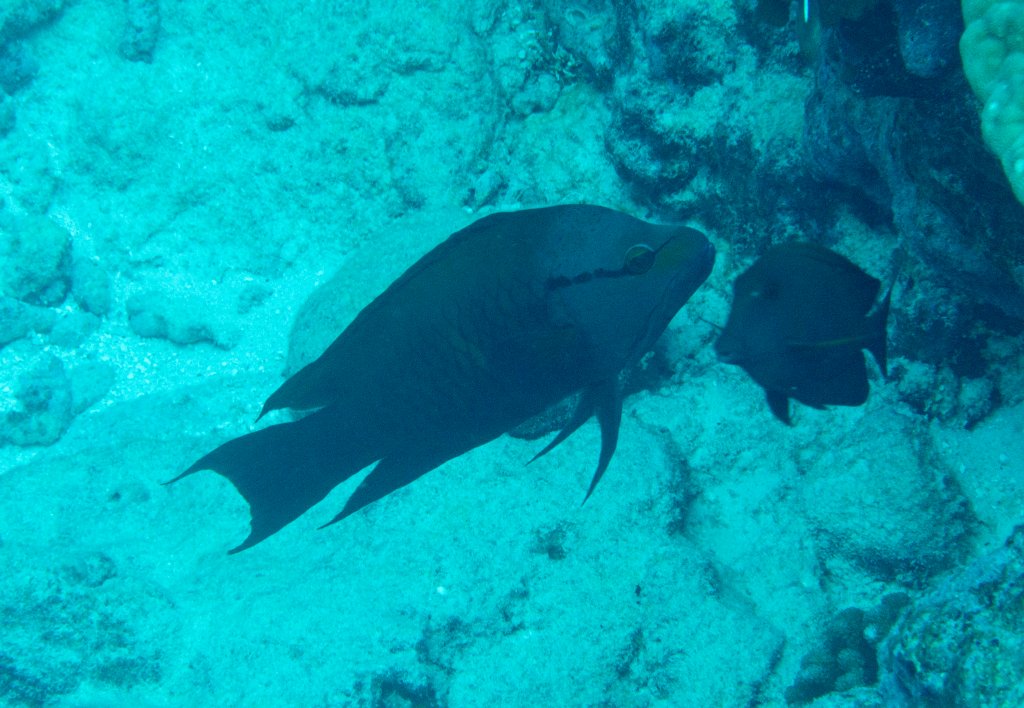 Slingjaw Wrasse (Epibulus insidiator)