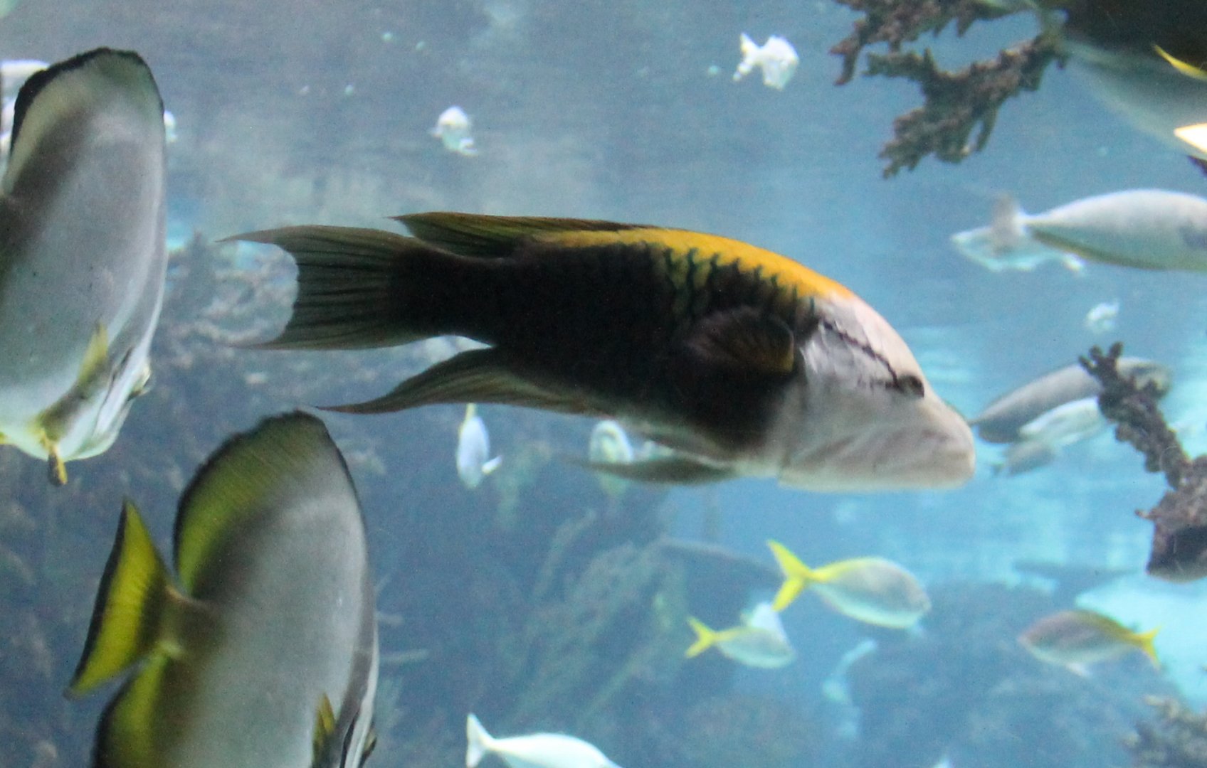 Slingjaw Wrasse (Epibulus insidiator)