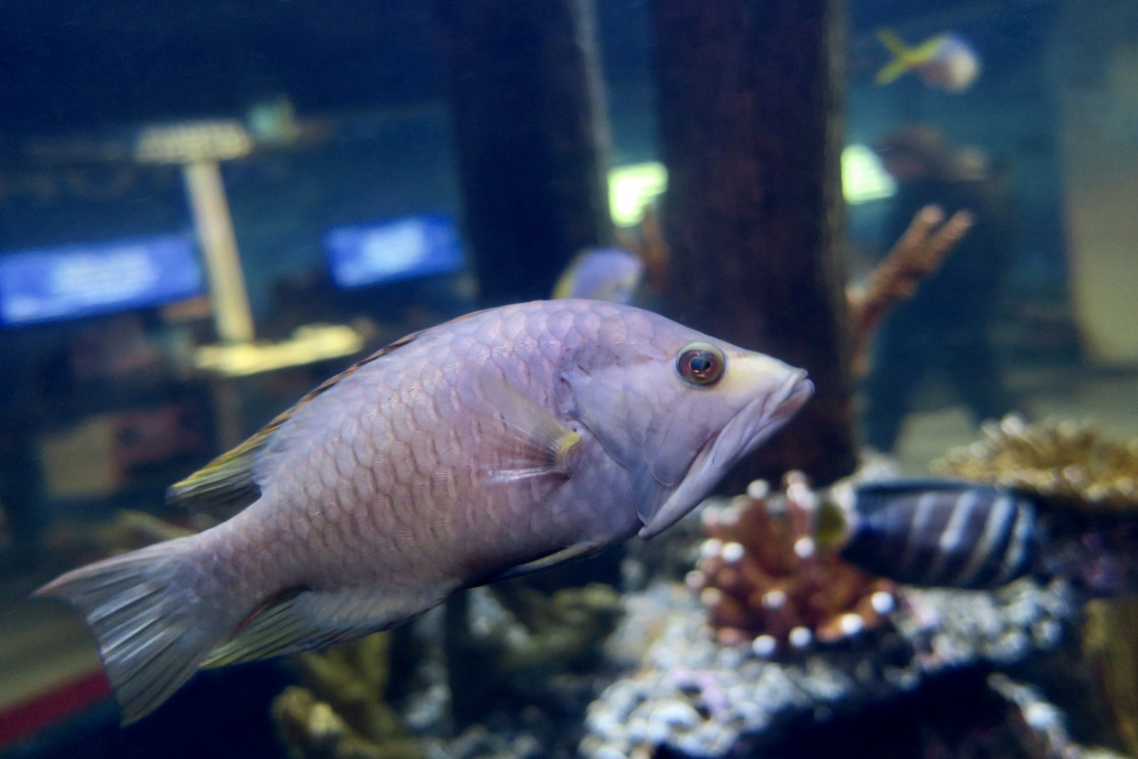 Slingjaw Wrasse (Epibulus insidiator)