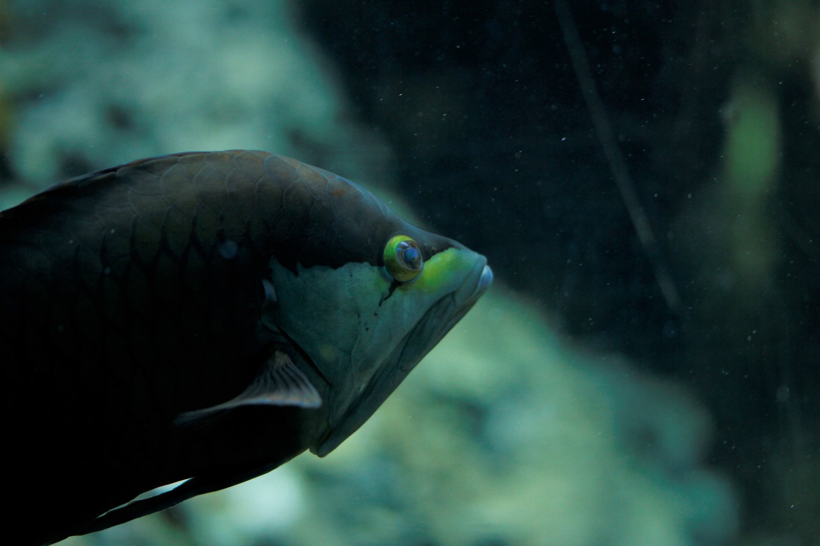 Slingjaw wrasse