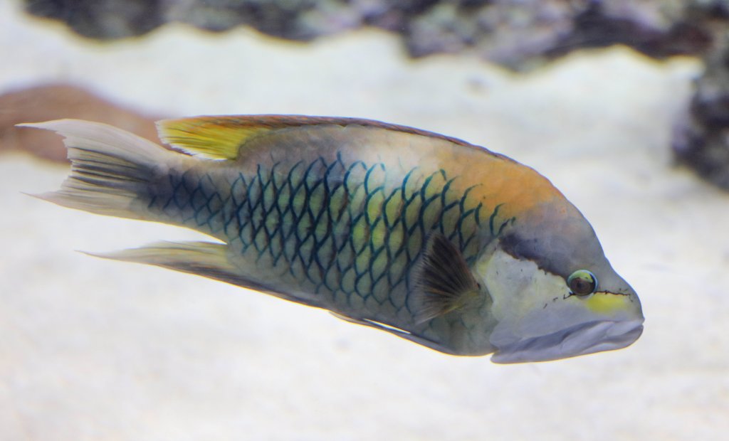 Slingjaw Wrasse