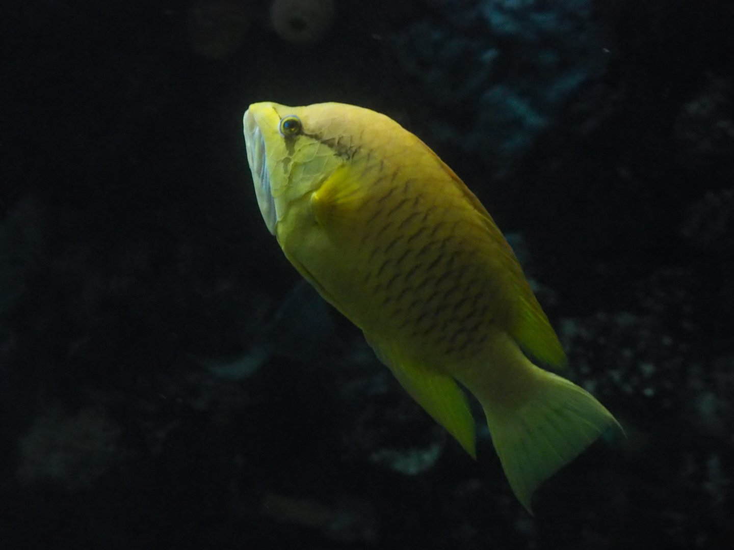 Slingjaw Wrasse