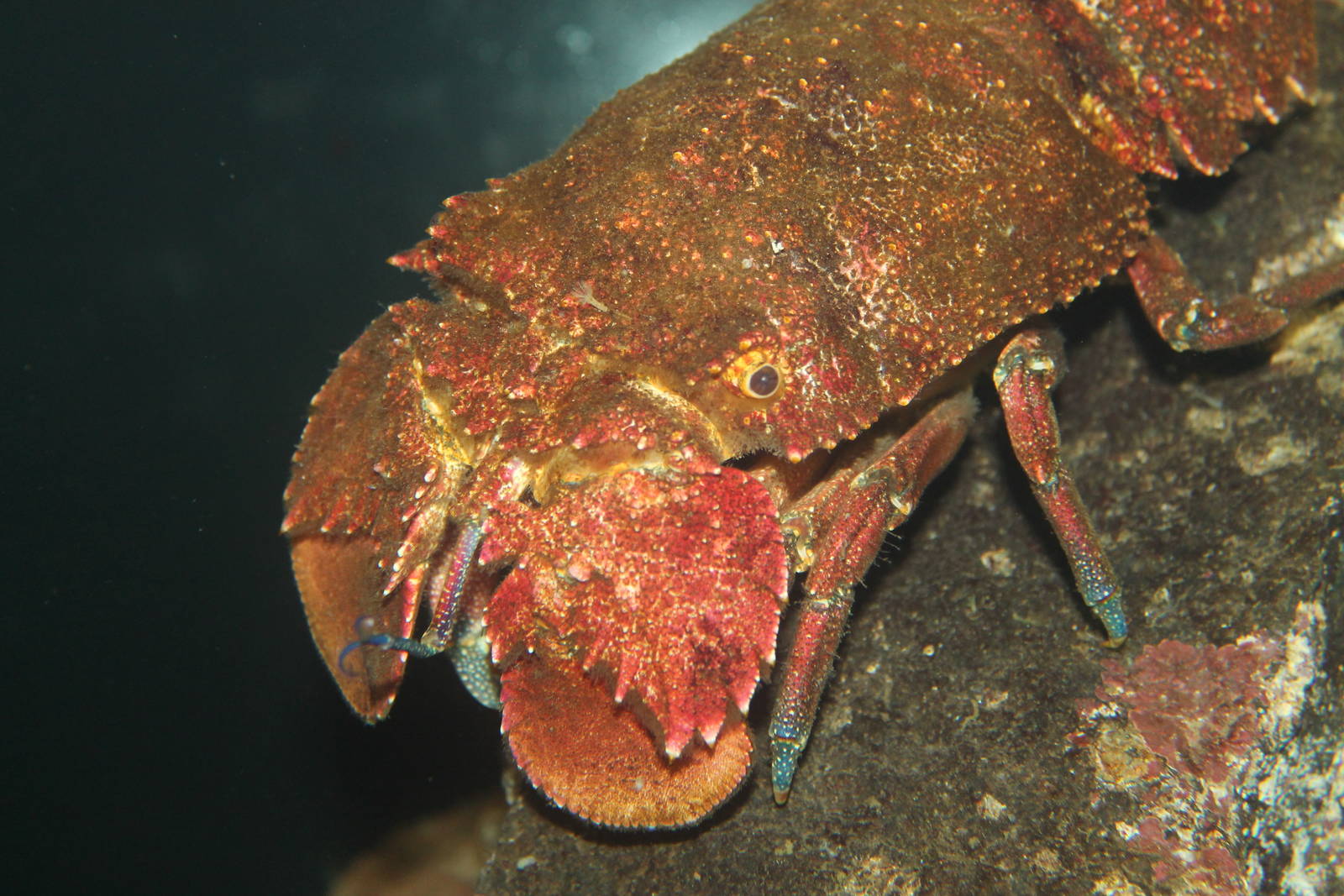 slipper lobster (Arctites antipodum)