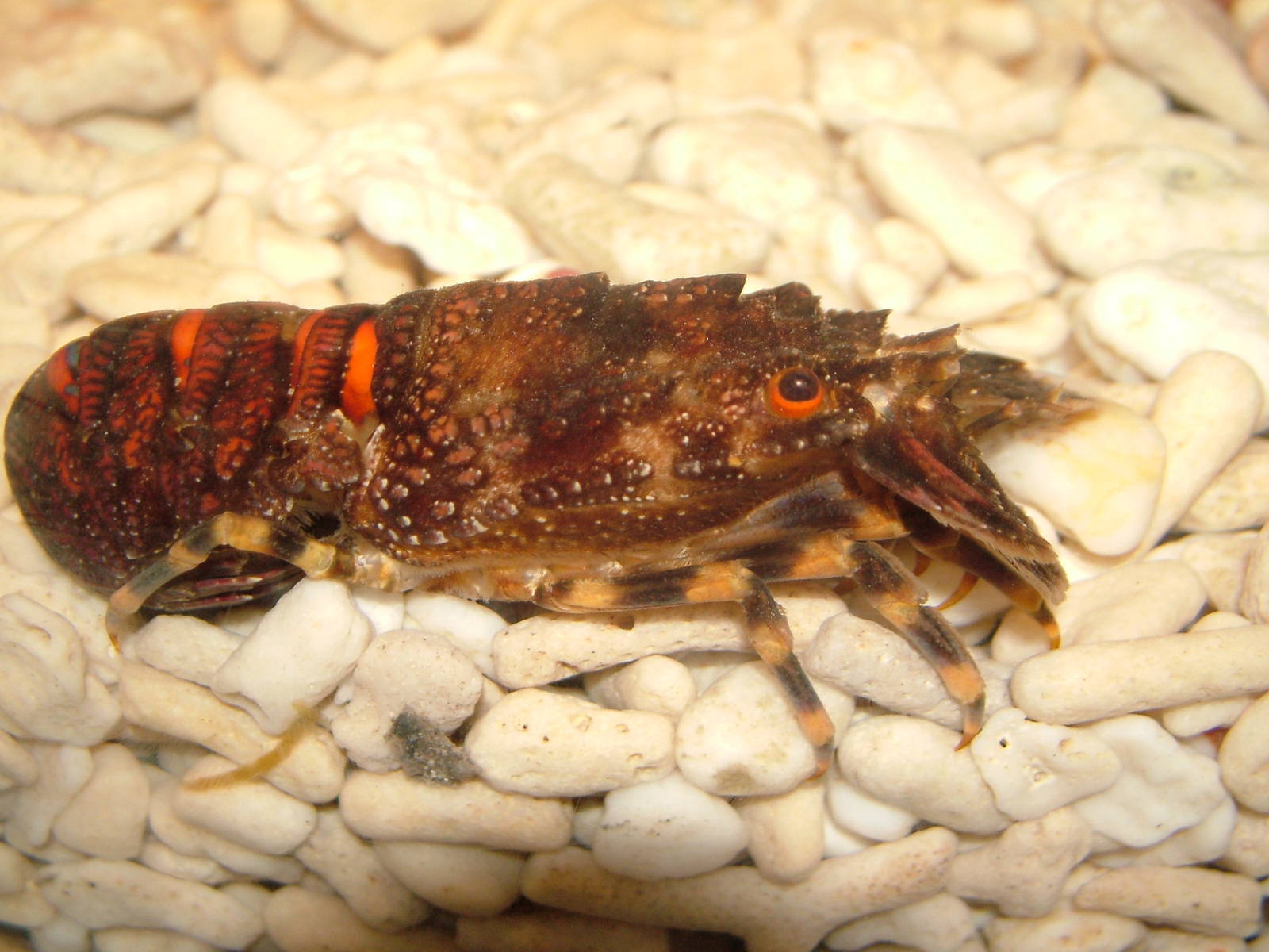 Slipper Lobster at Sealife Munich 07/09/06