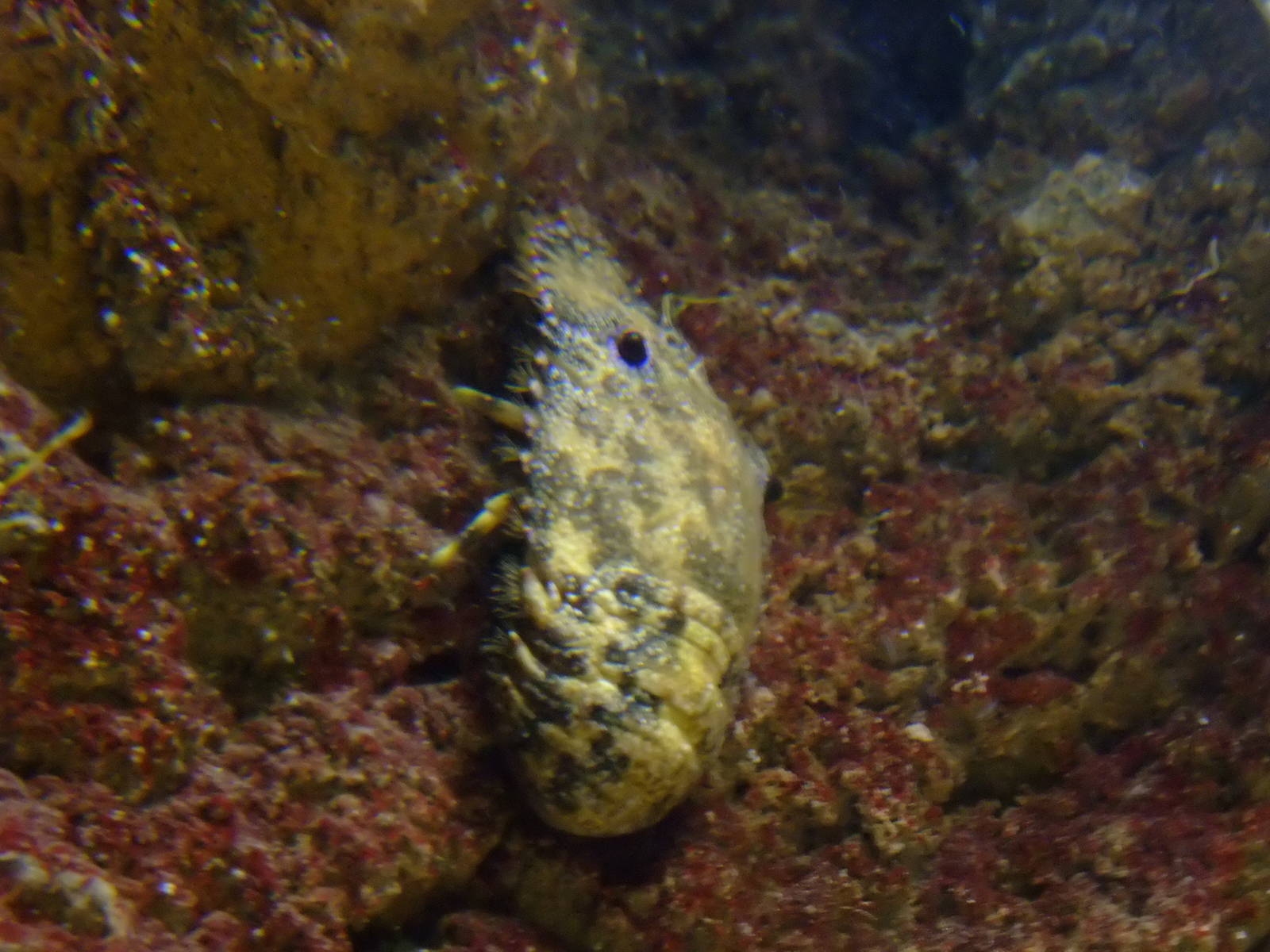 Slipper Lobster at SLC London, 17/11/11