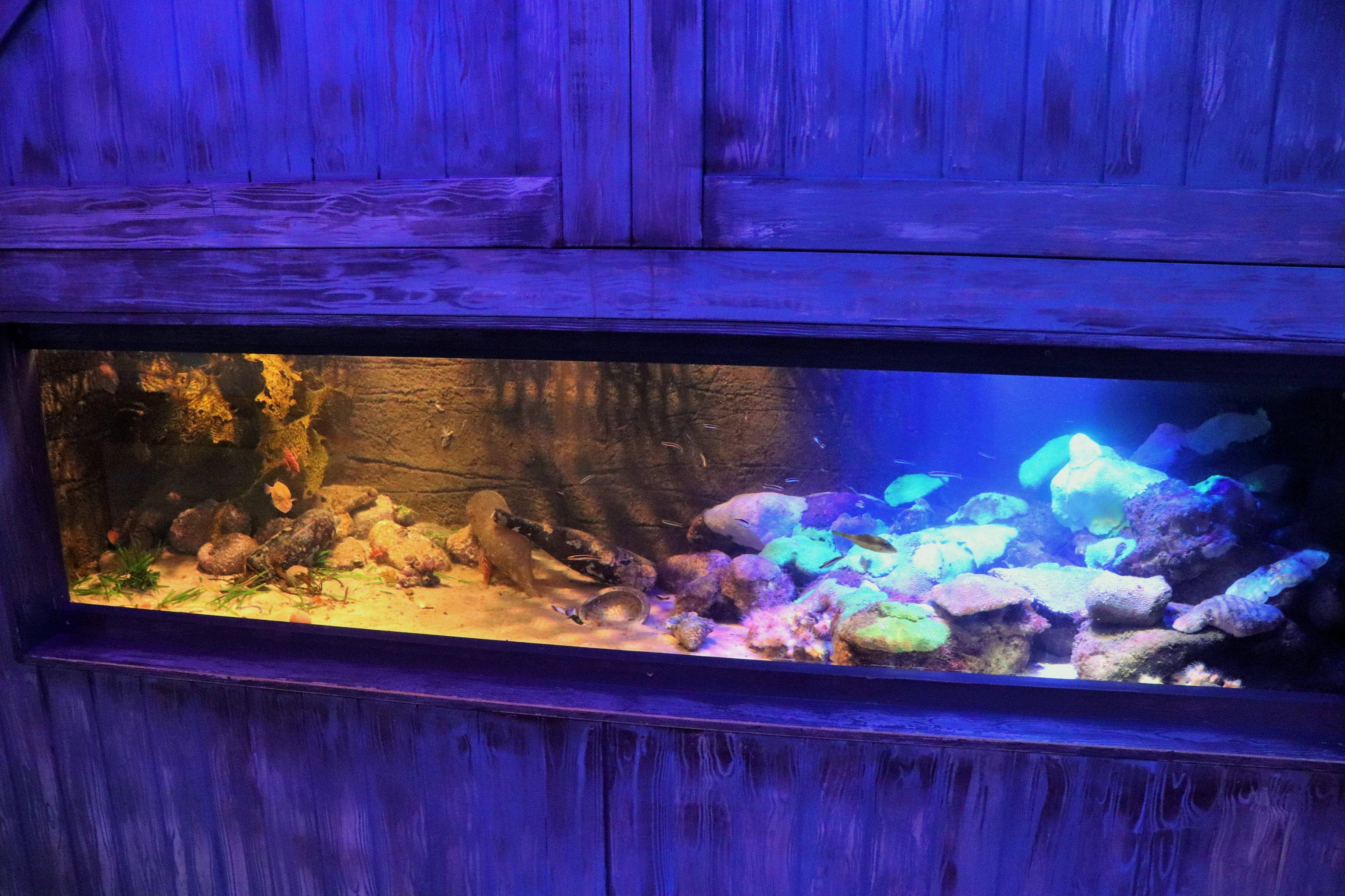 Slipper Lobster/Fish Tank