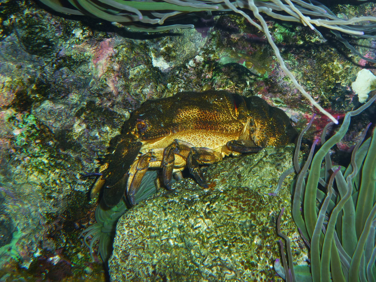 Slipper lobster, June 2013.