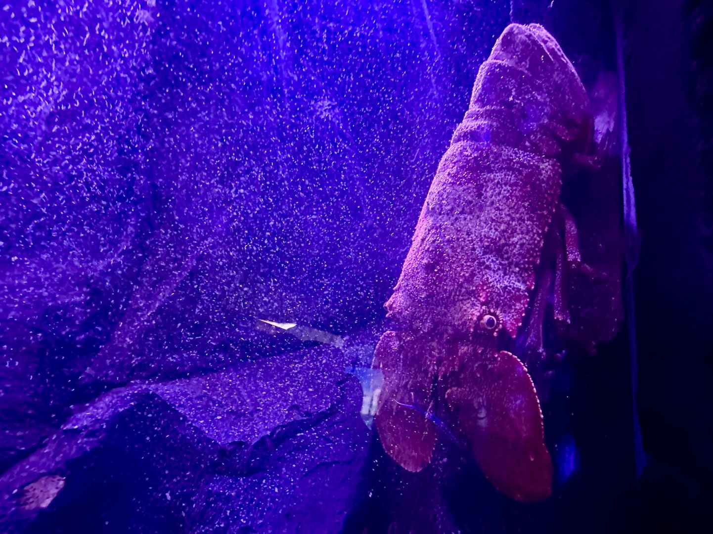 Slipper lobster (Scyllarides latus)