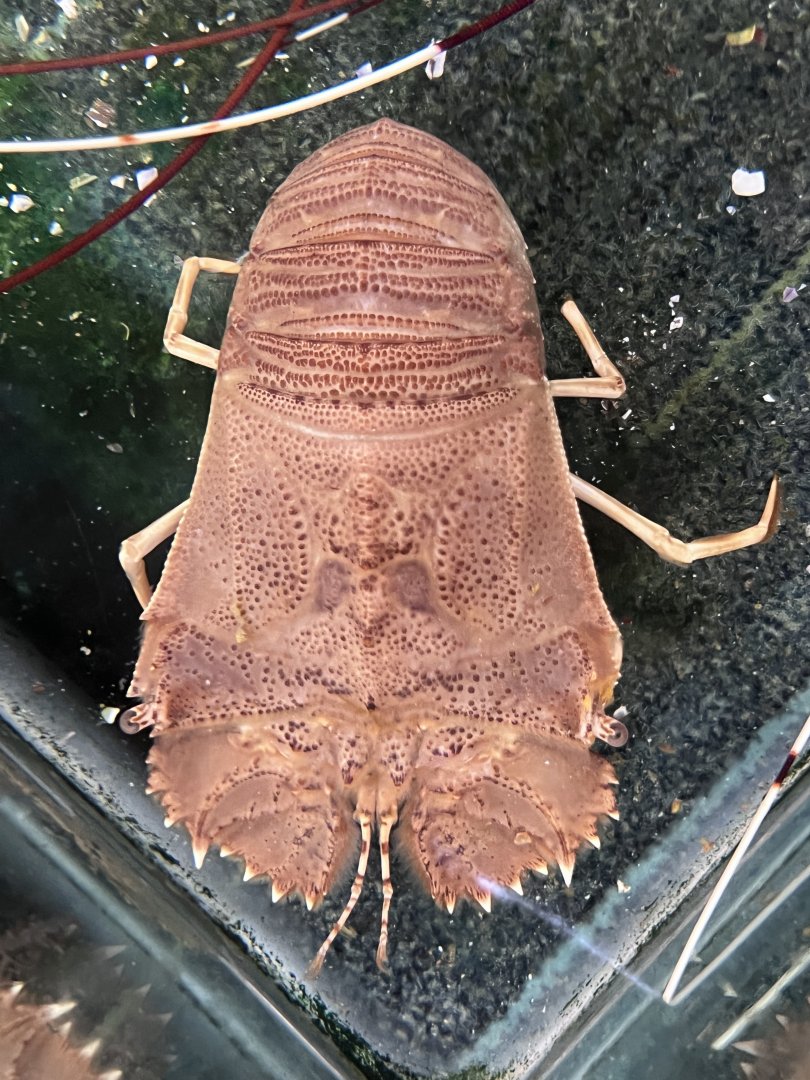 Slipper Lobster (Thenus orientalis)