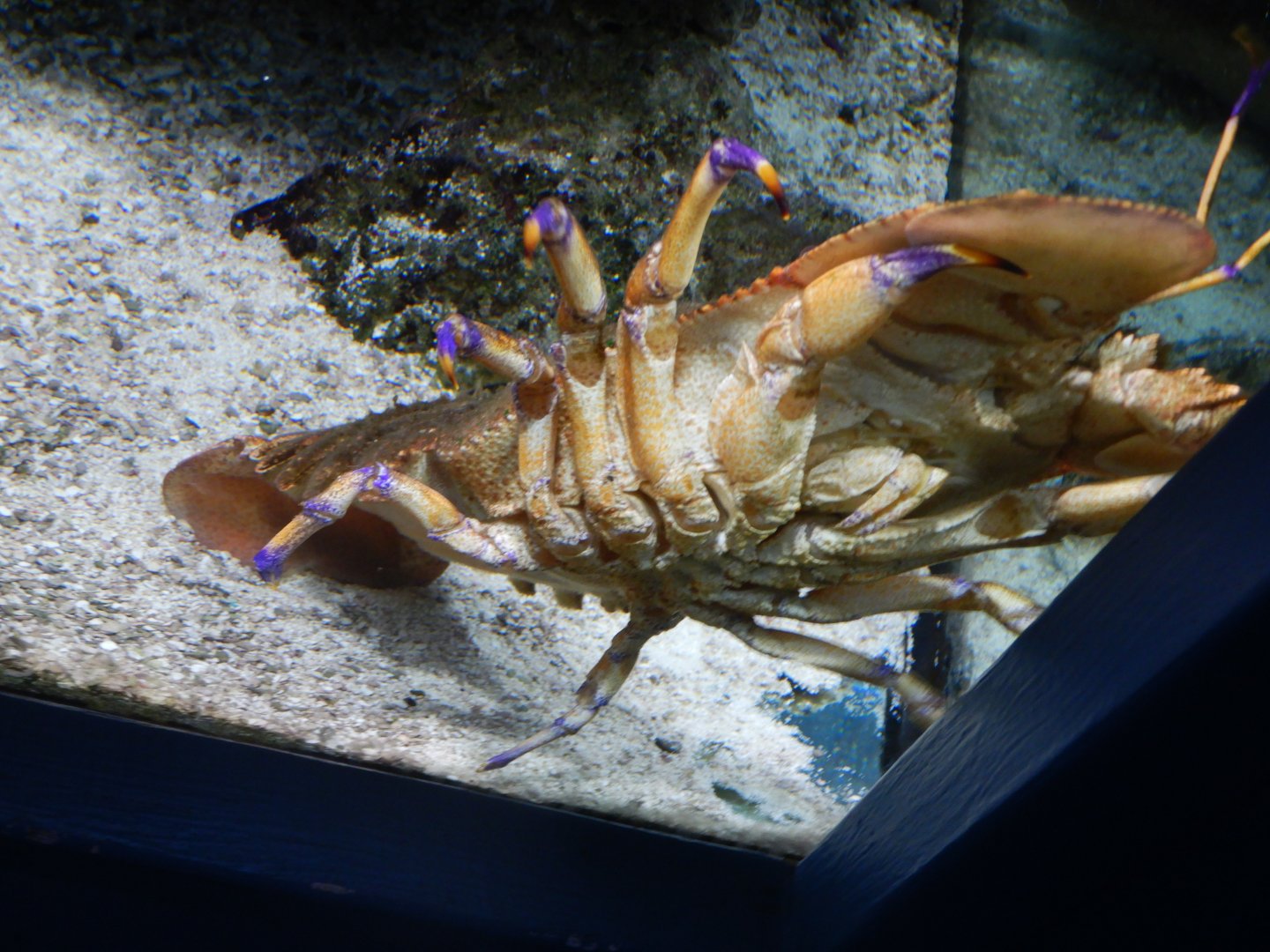 Slipper Lobster