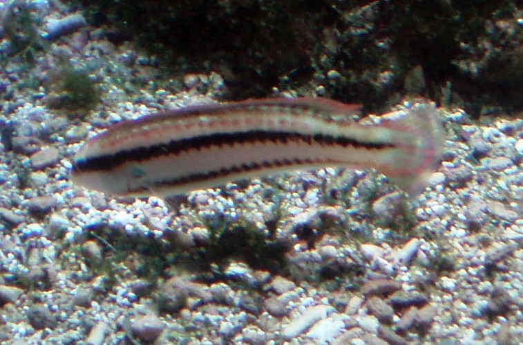 Slippery Dick (Halichoeres bivittatus)