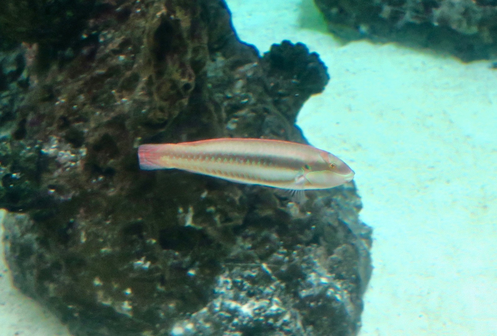 Slippery Dick (Halichoeres bivittatus)