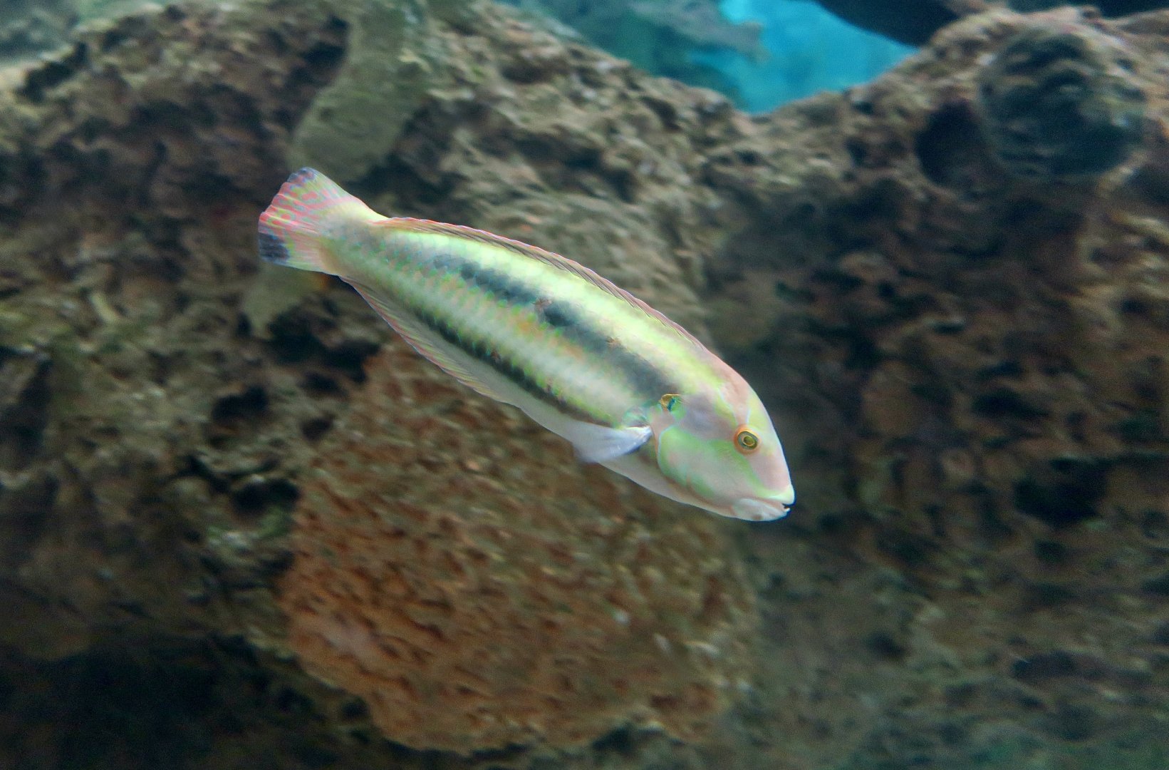 Slippery Dick (Halichoeres bivittatus)