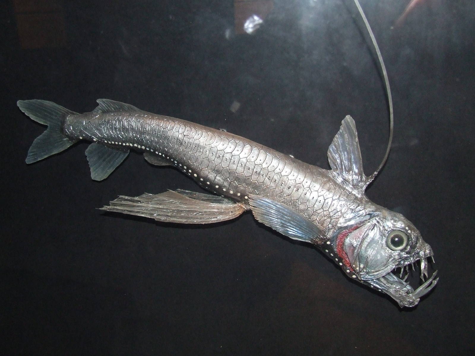 Sloane's Viperfish, Oceanium