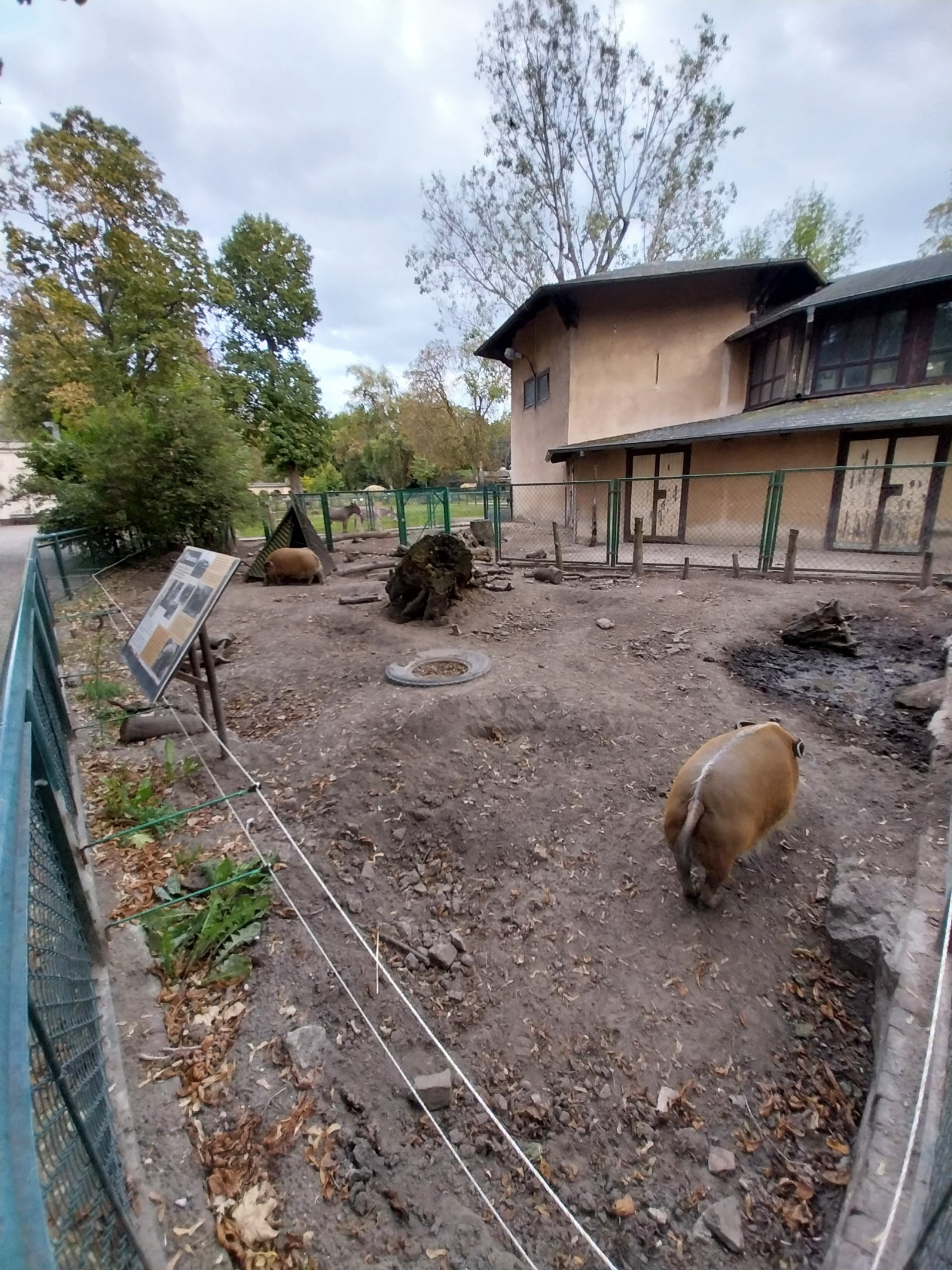Sloniarnia (Former Pachyderm building) - Red River Hog (Potamochoerus porcus)