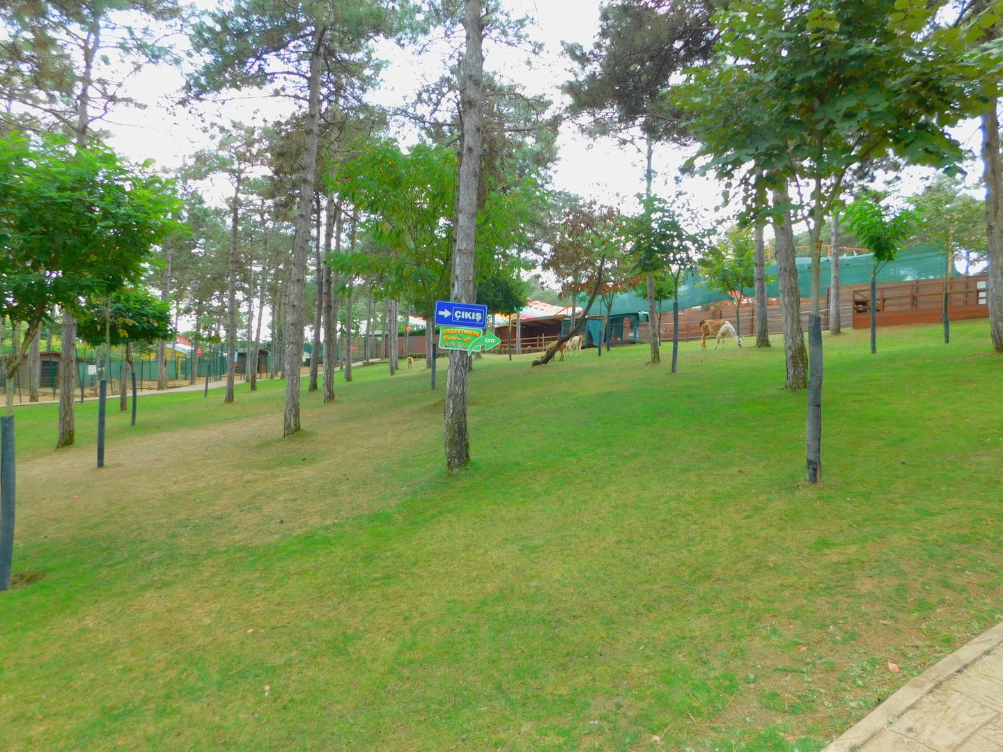 Slope with free range llamas at Park of Istanbul