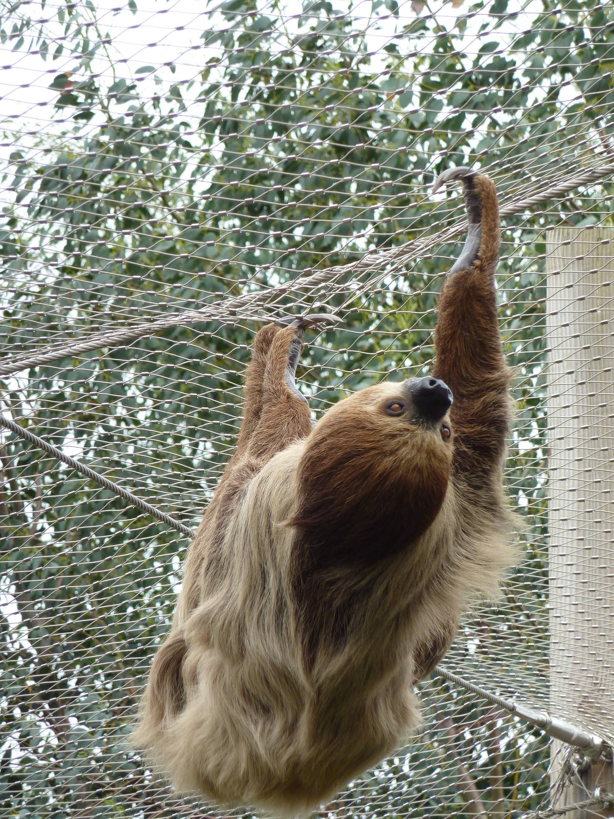 Sloth - 24th August 2012.