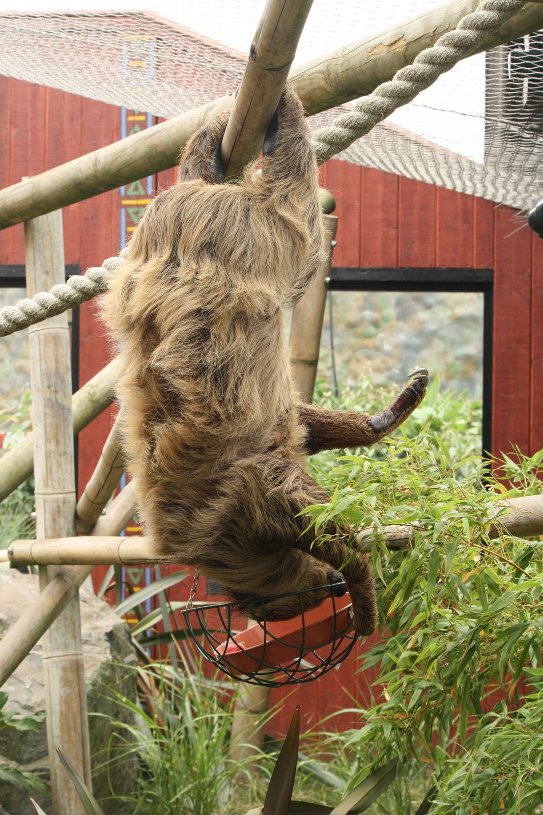 Sloth - 30 July 2010