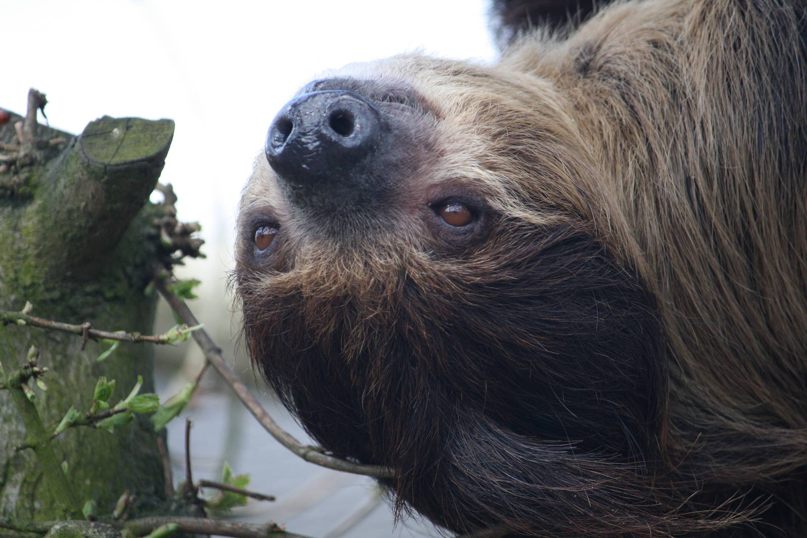 Sloth 8 April 2010