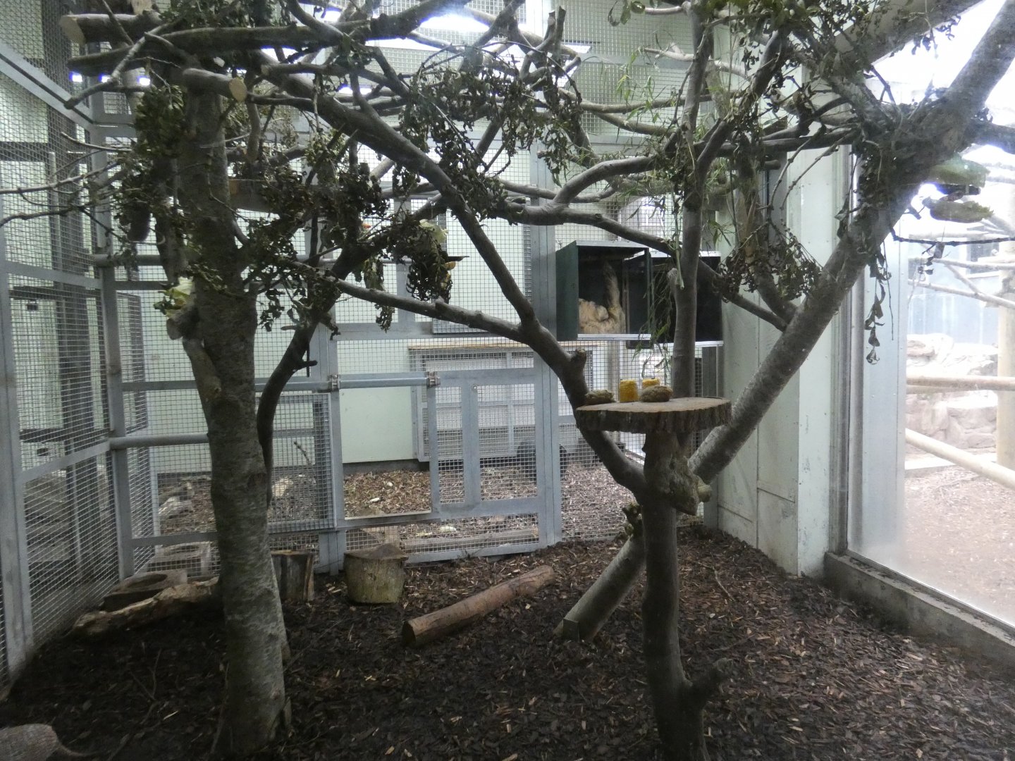 Sloth and Six-banded Armadillo enclosure (former Drill enclosure)
