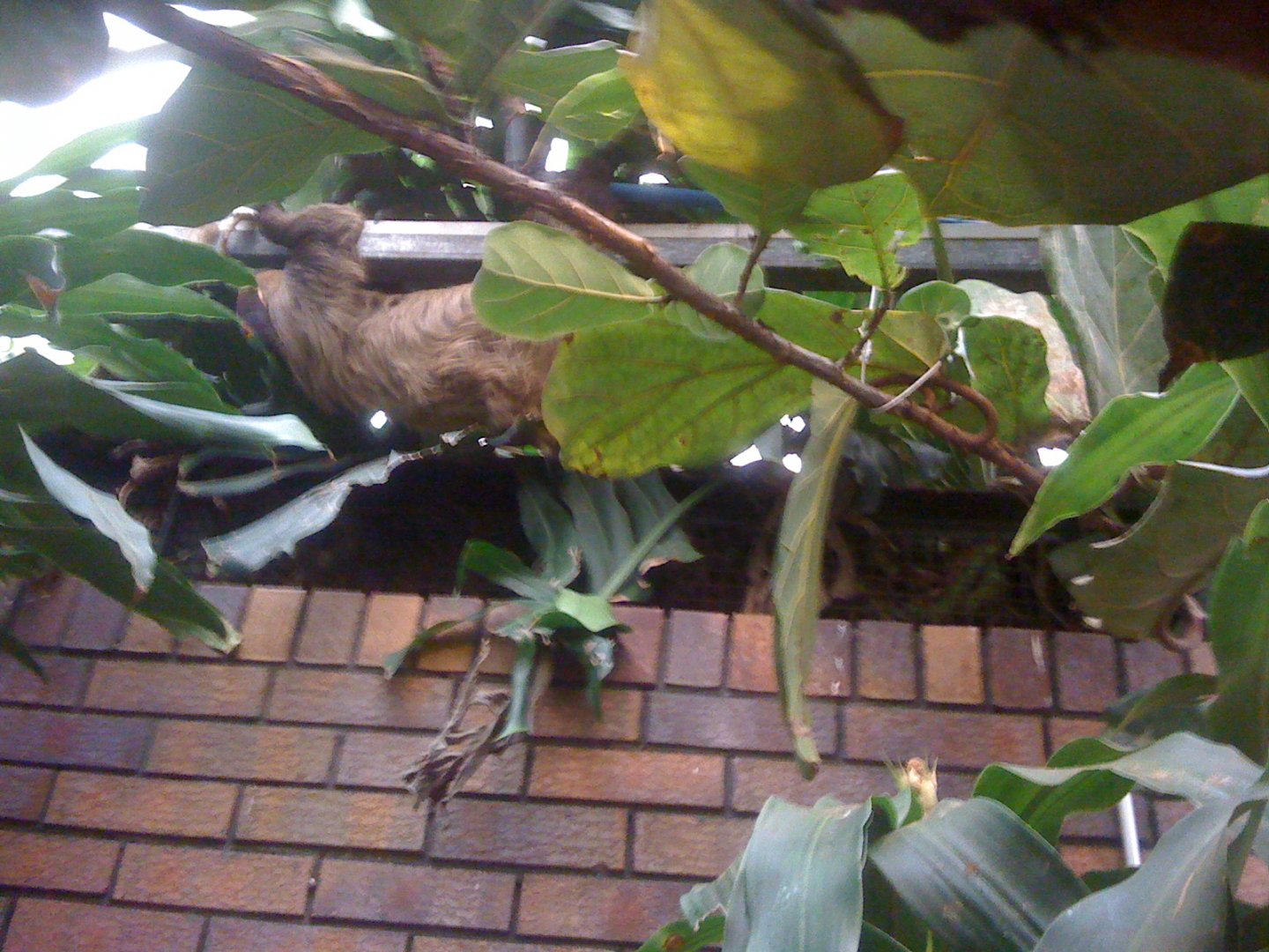 Sloth at Tropical Zoo 2010