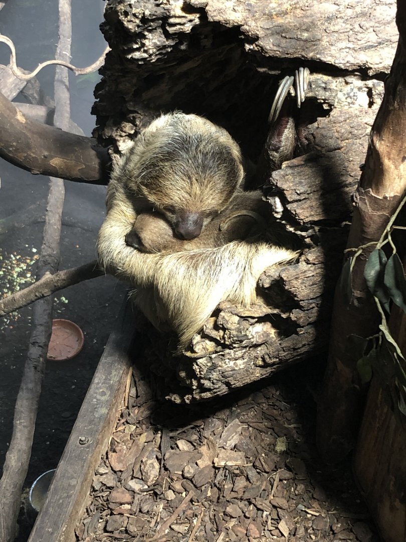 Sloth & Baby Sloth