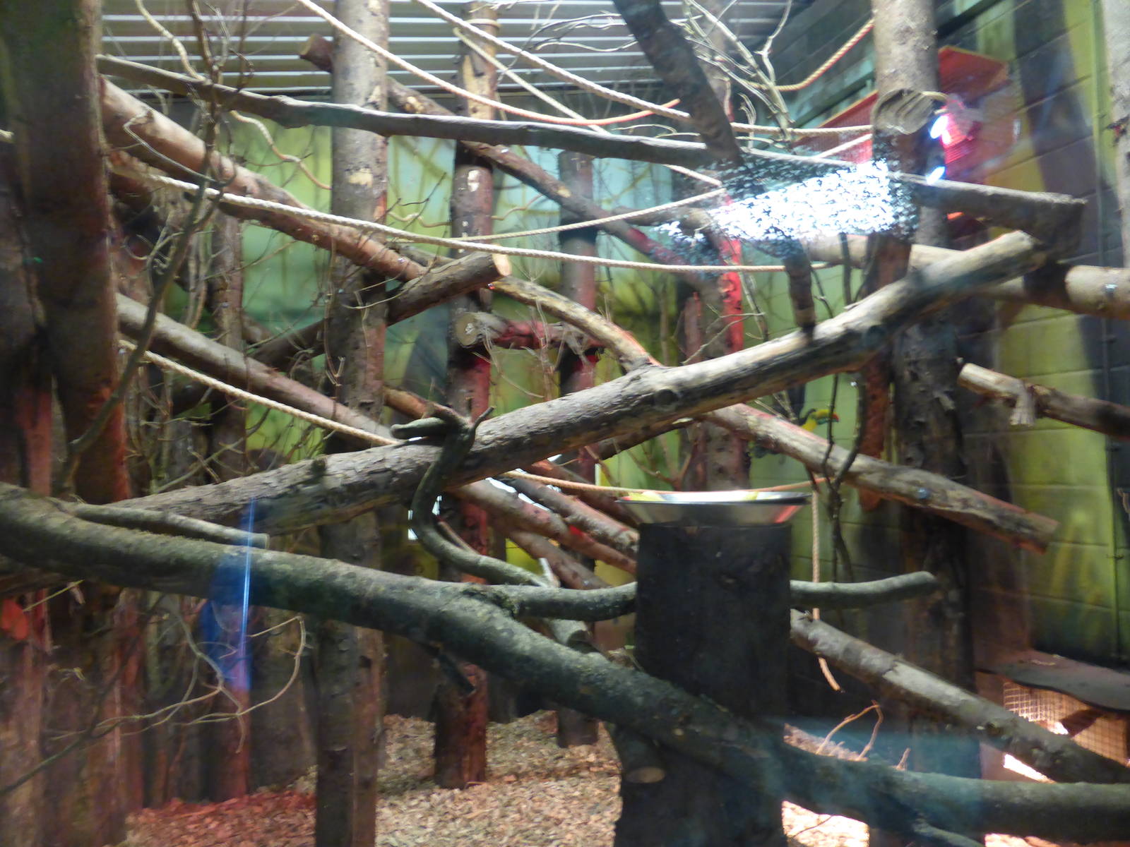 Sloth/Bat exhibit