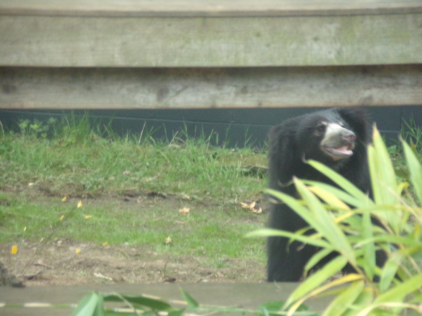 Sloth bear! 18.7.25