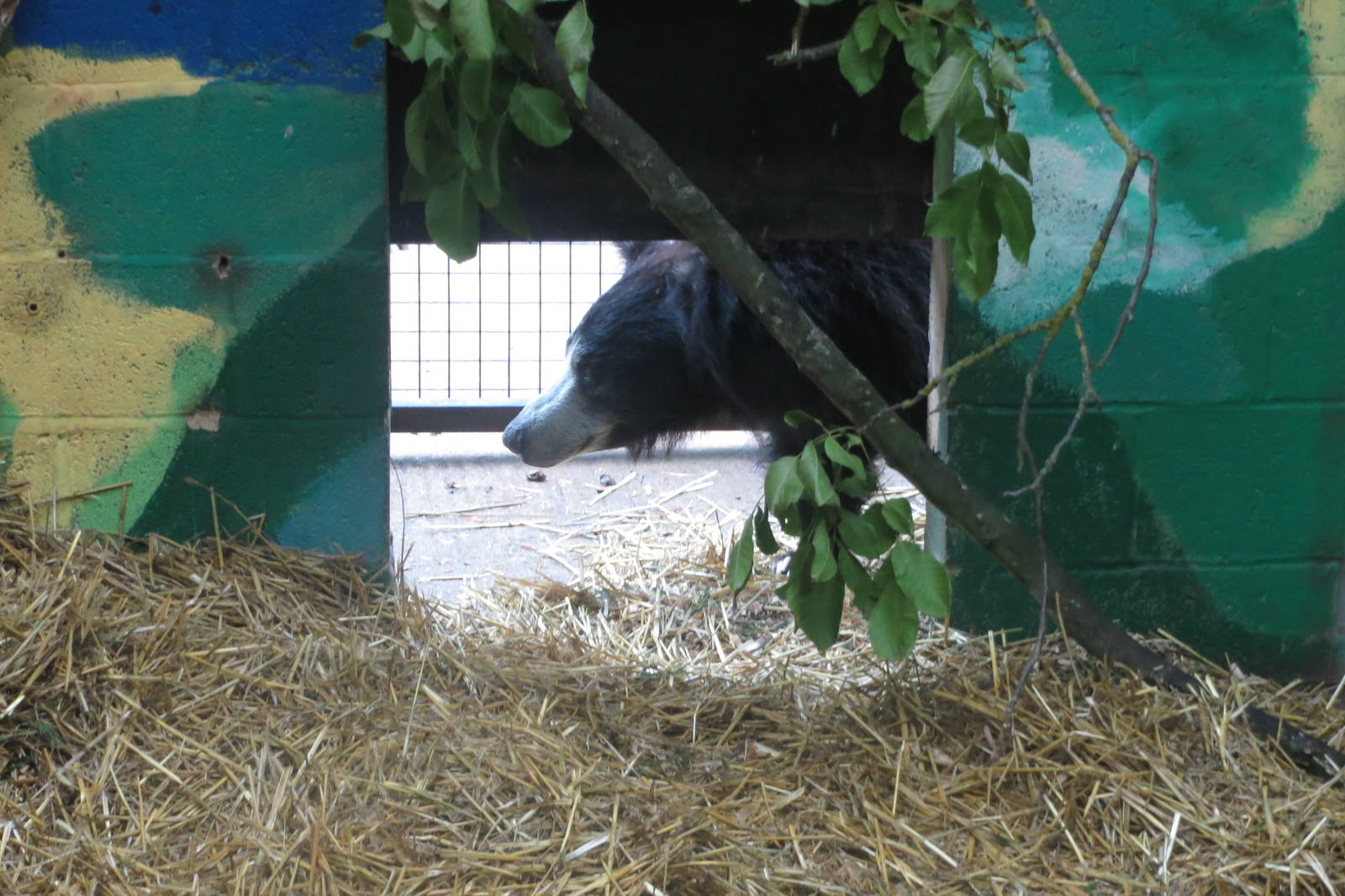sloth bear 210913