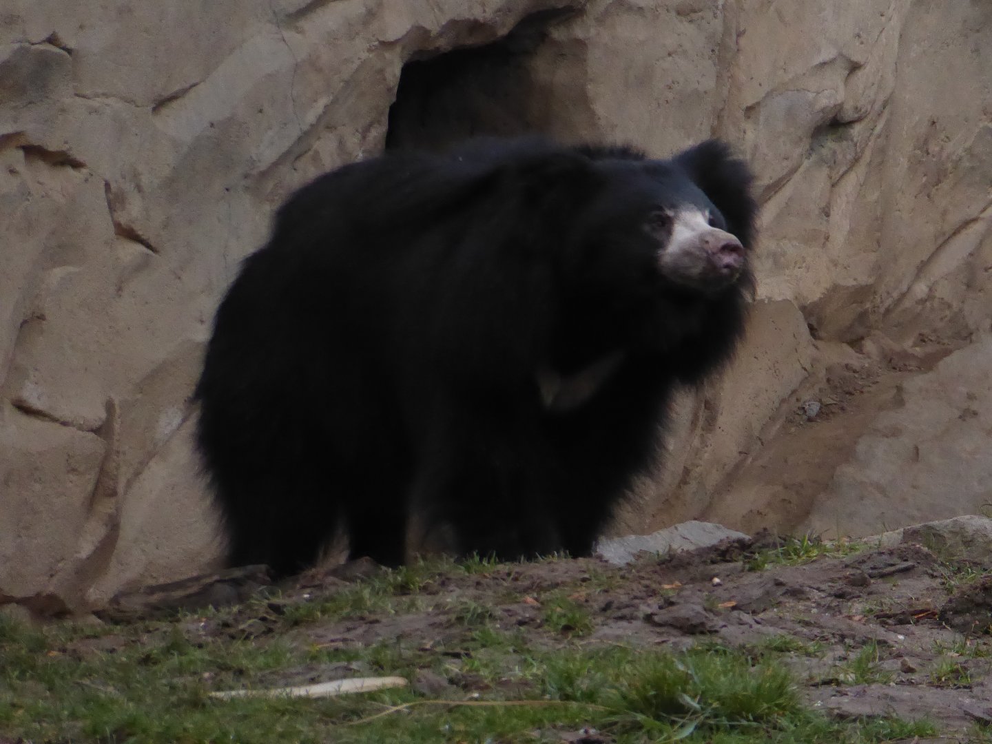 Sloth bear 280118