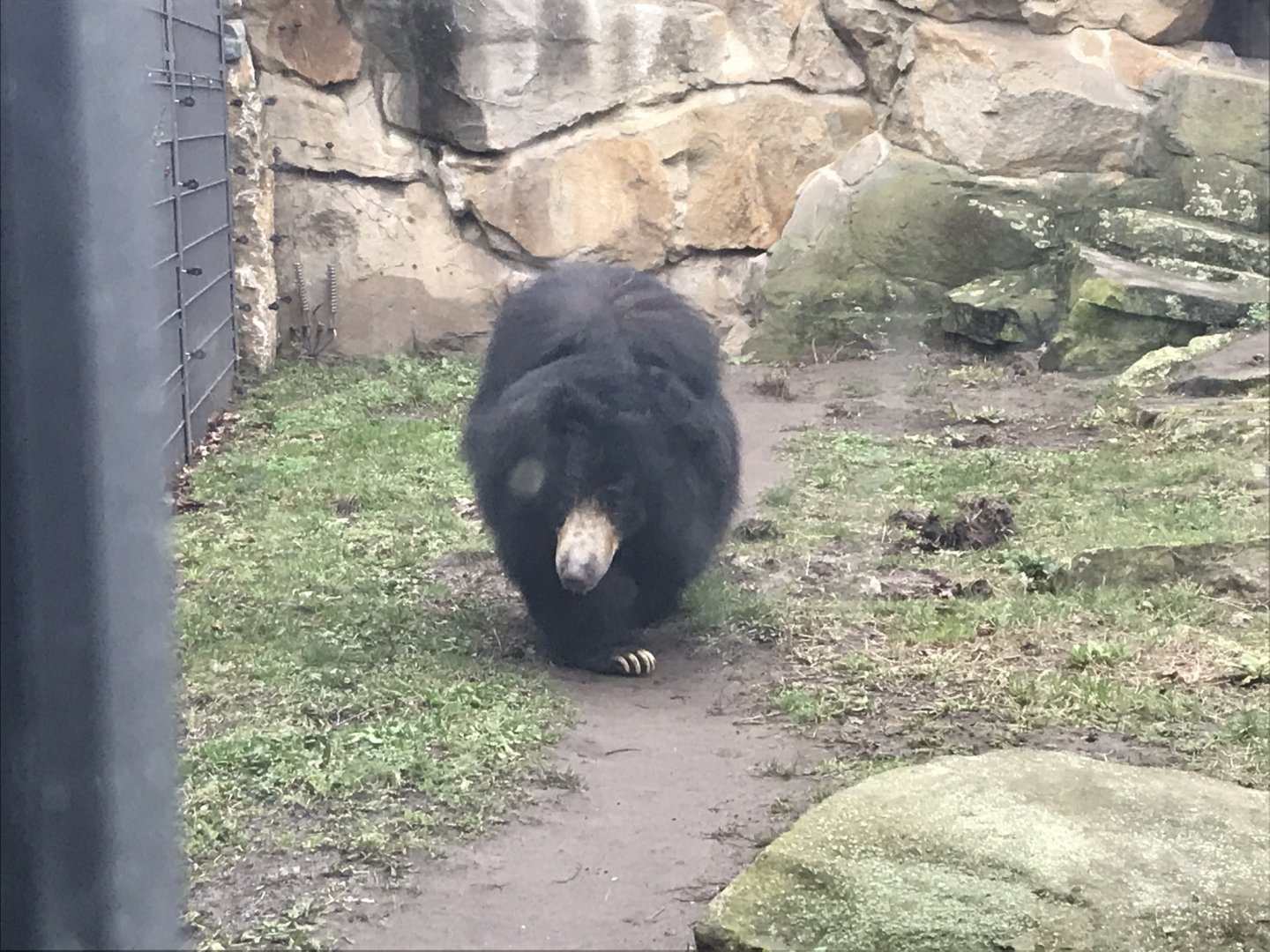 Sloth bear 290118