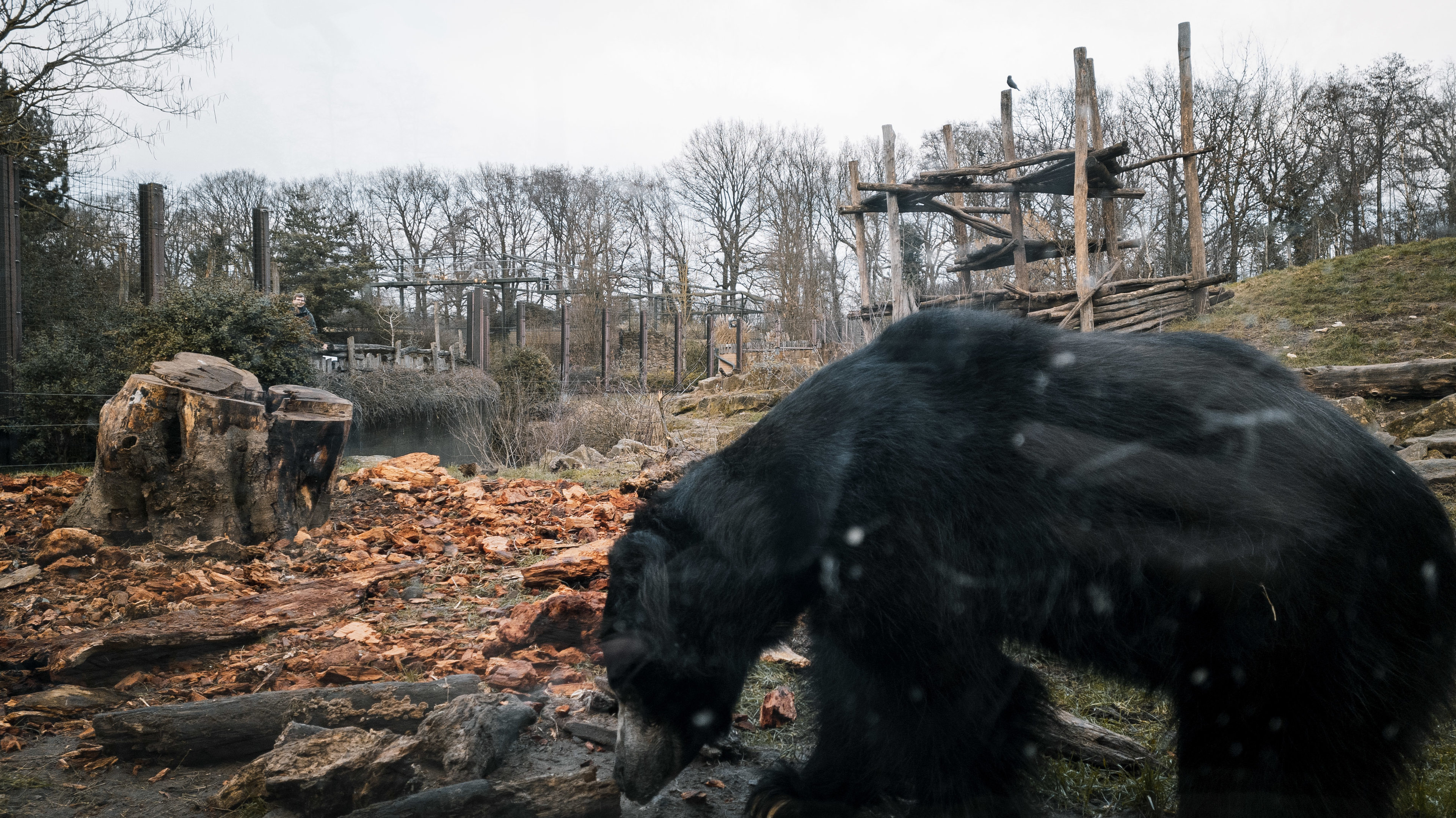 Sloth Bear aftermath