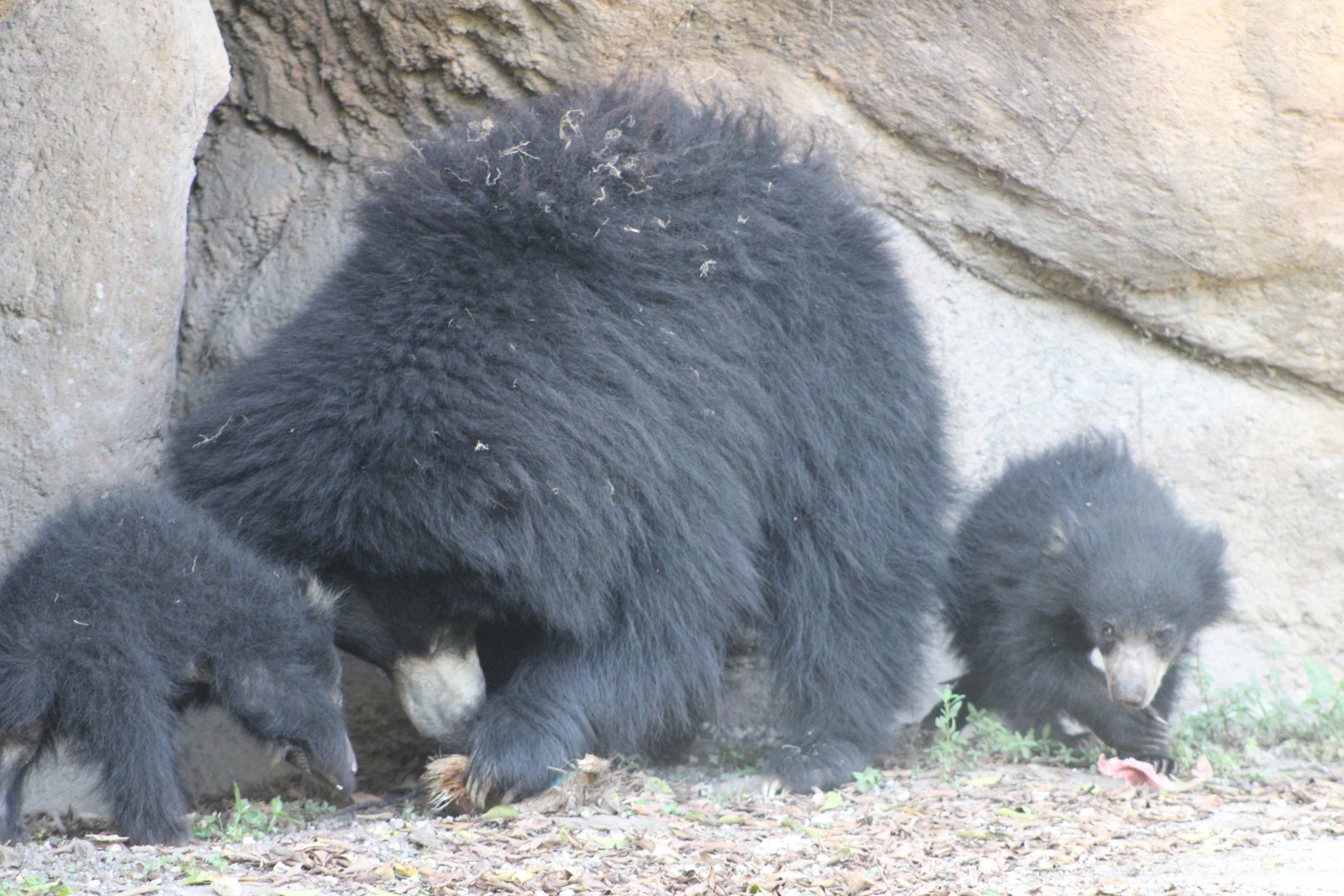 Sloth Bear and Cubs (Melursus ursinus)