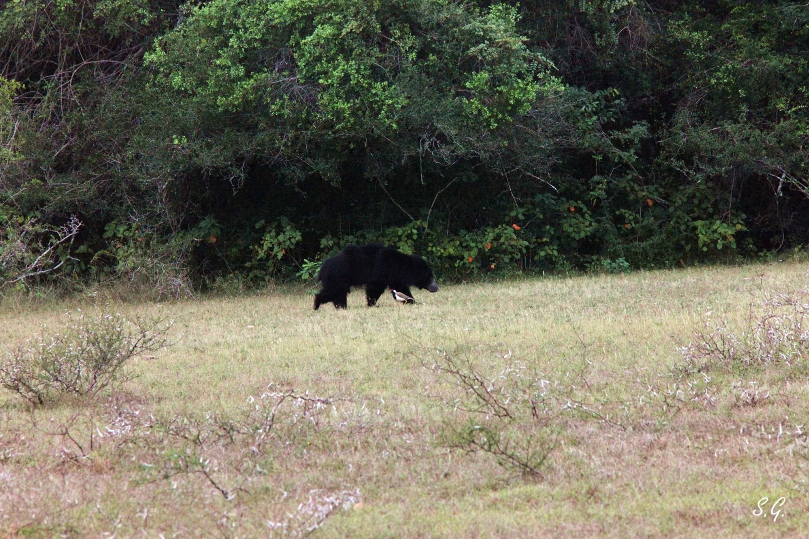 Sloth bear and red-wattled lapwing