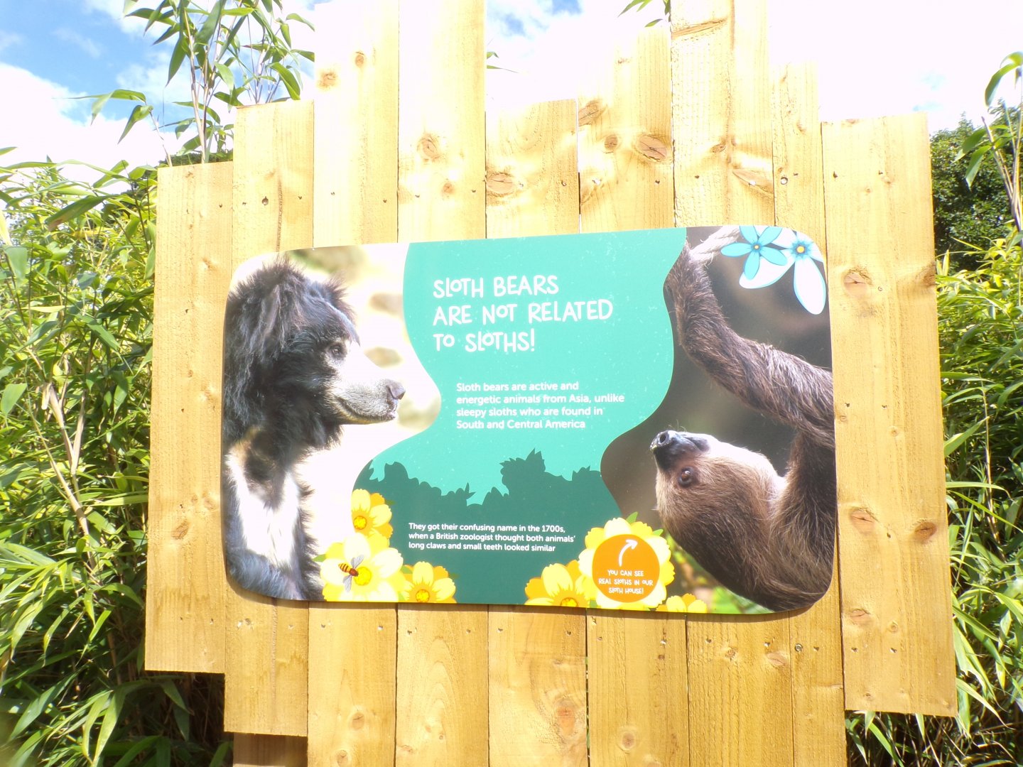 Sloth bear and sloth misconception sign 18.7.25