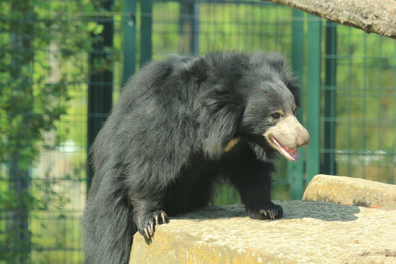 Sloth Bear (April 2018)