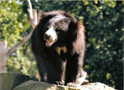 Sloth bear at Berlin Zoo