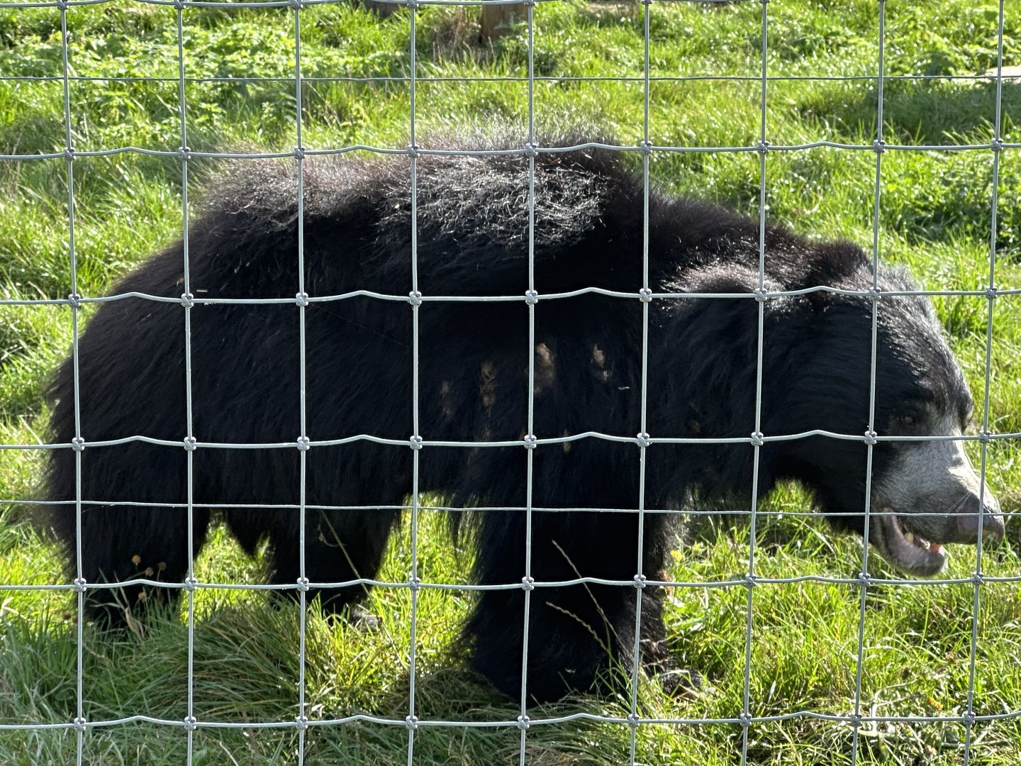 Sloth Bear at Johnsons of Old Hurst (October 2023)