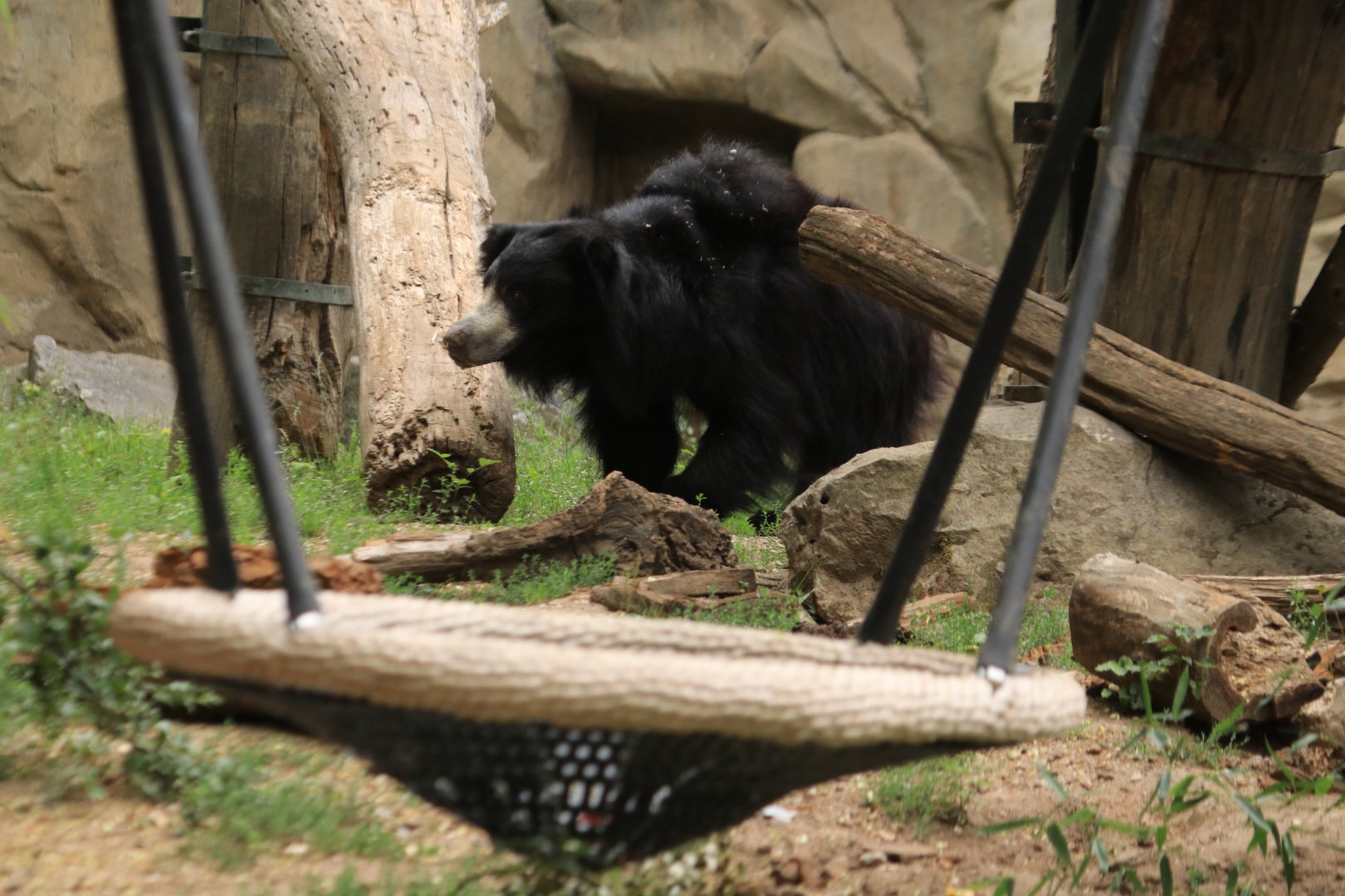 Sloth bear (August 2019)
